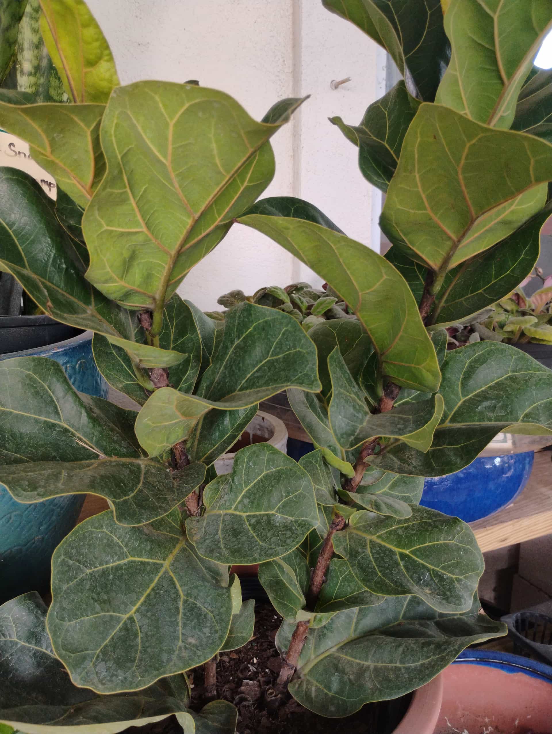 Fiddle Leaf Fig (Ficus lyrata), Houseplant