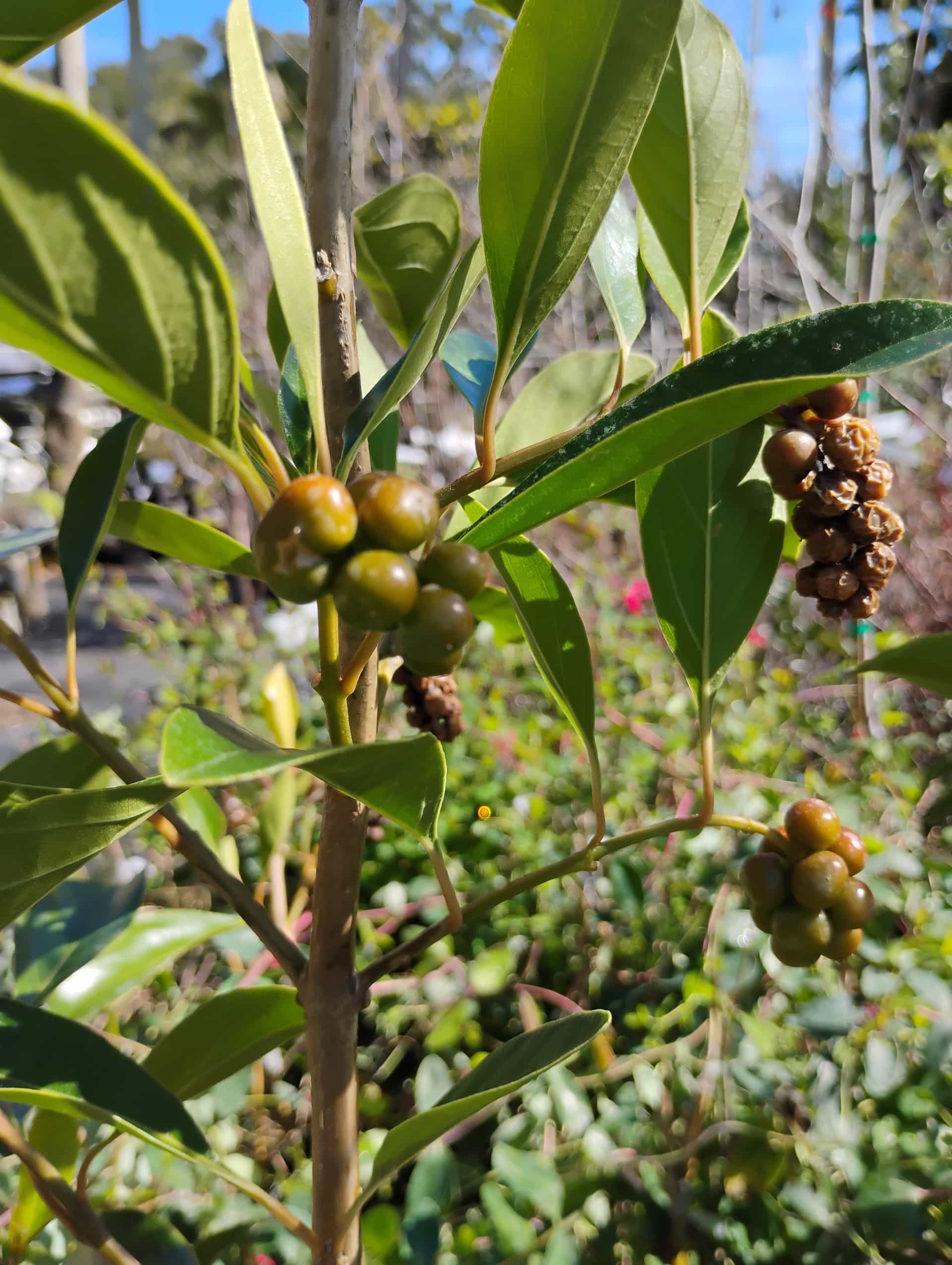 Fiddlewood (Citharexylum spinosum), Tree