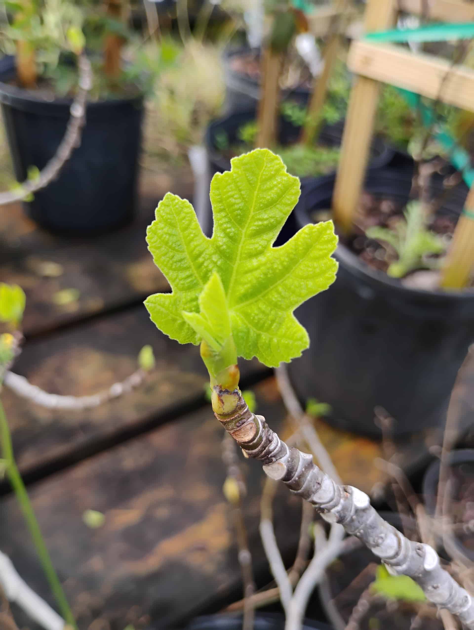 Fig (Ficus carica), Fruit Tree