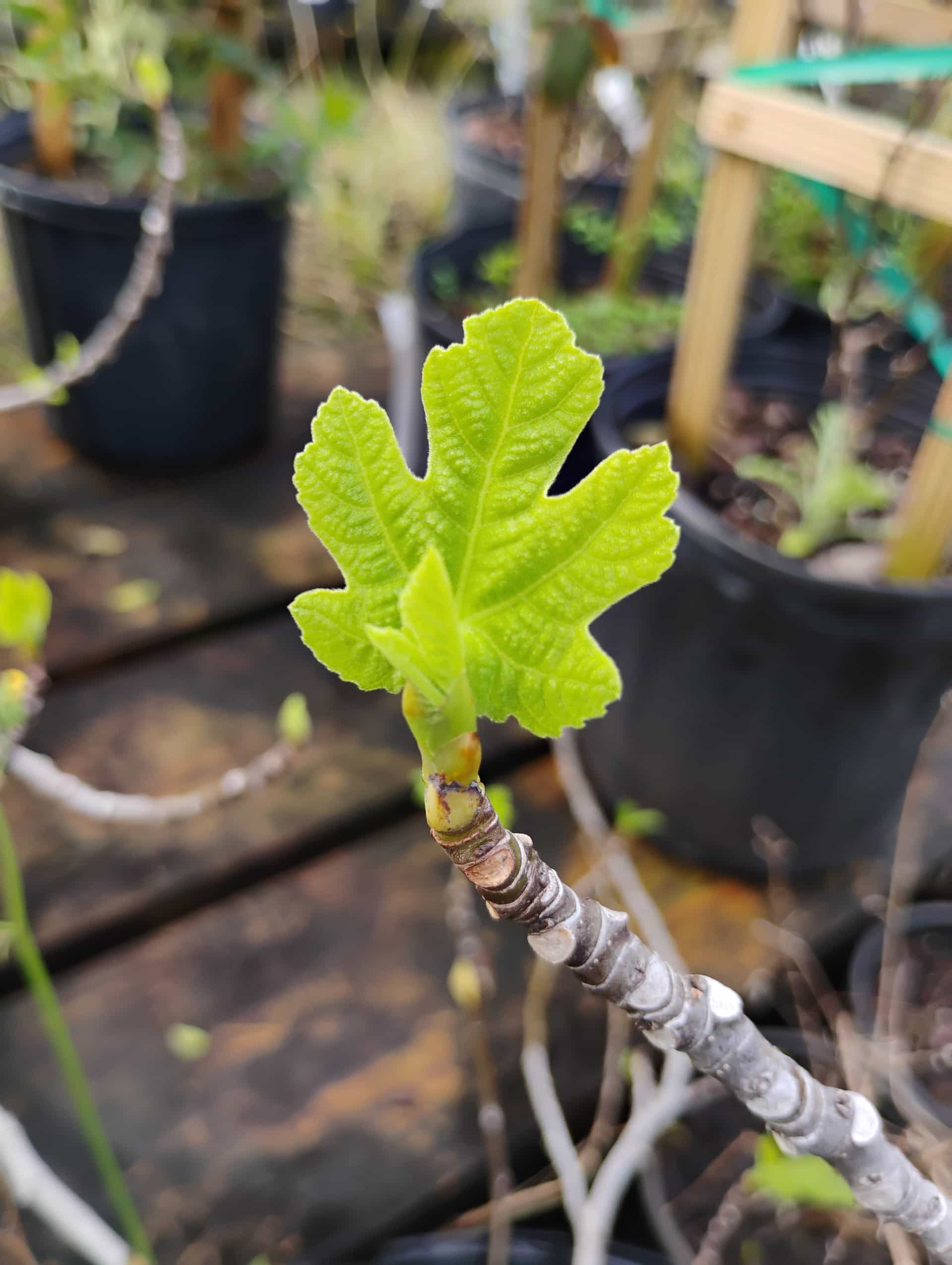 Fig (Ficus carica), Fruit Tree