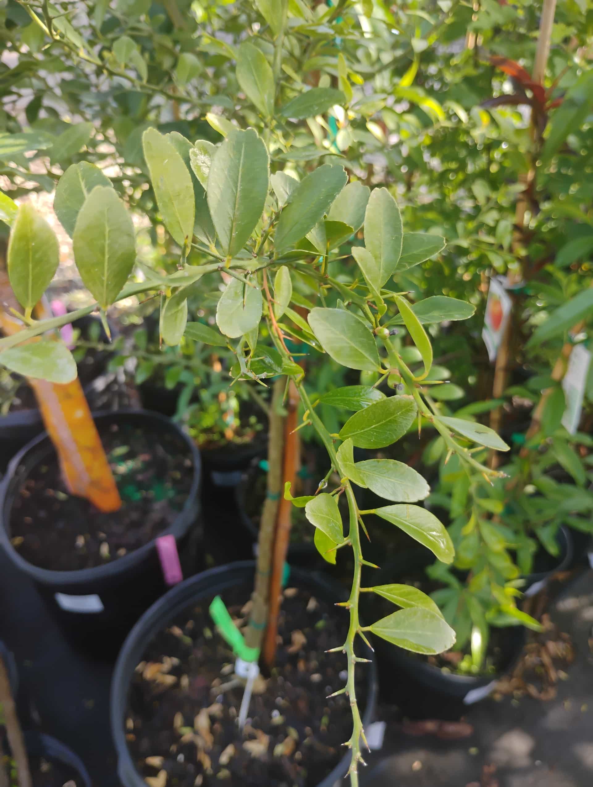 Finger Lime (Microcitrus australasica), Fruit Tree