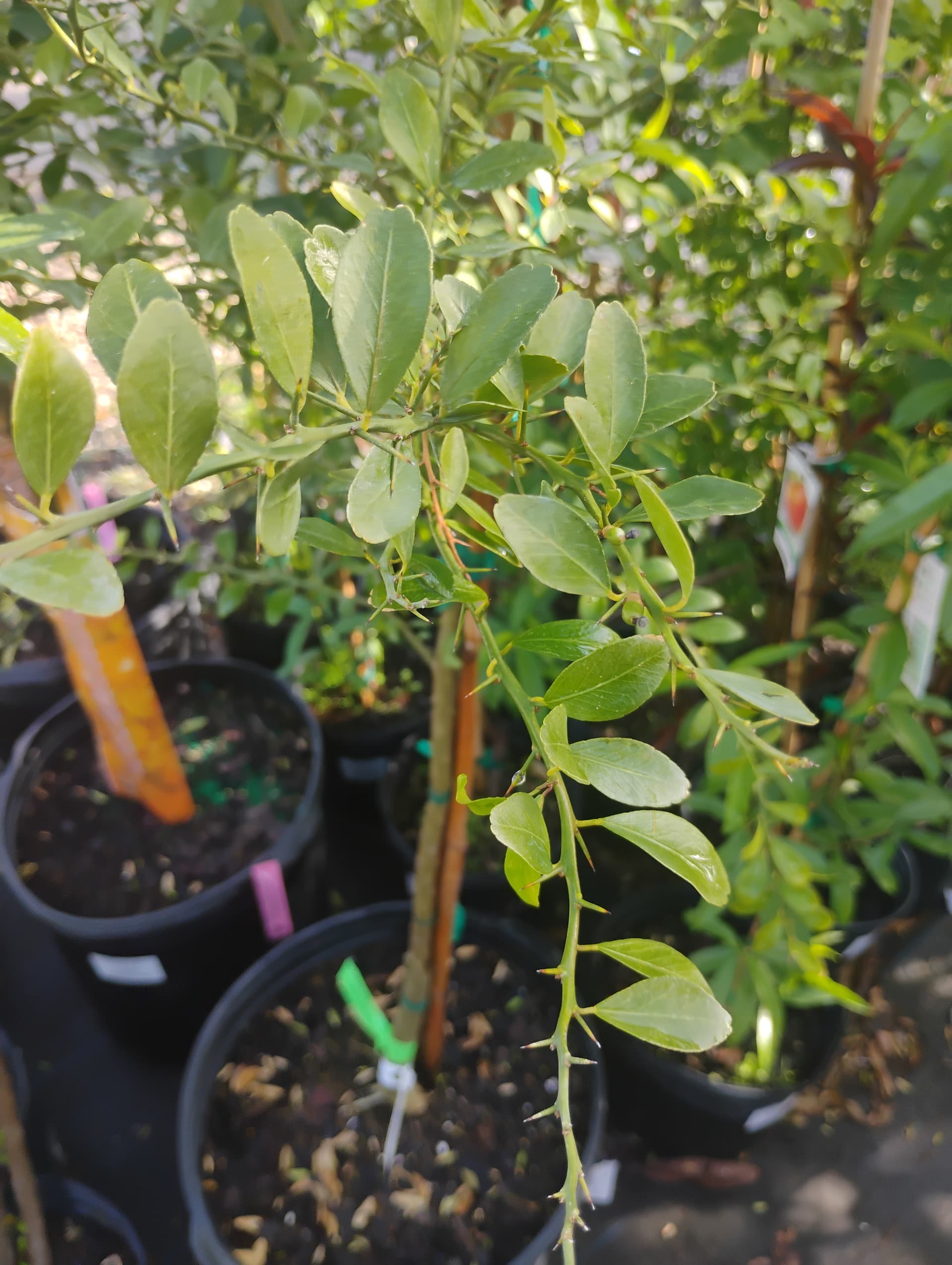 Finger Lime