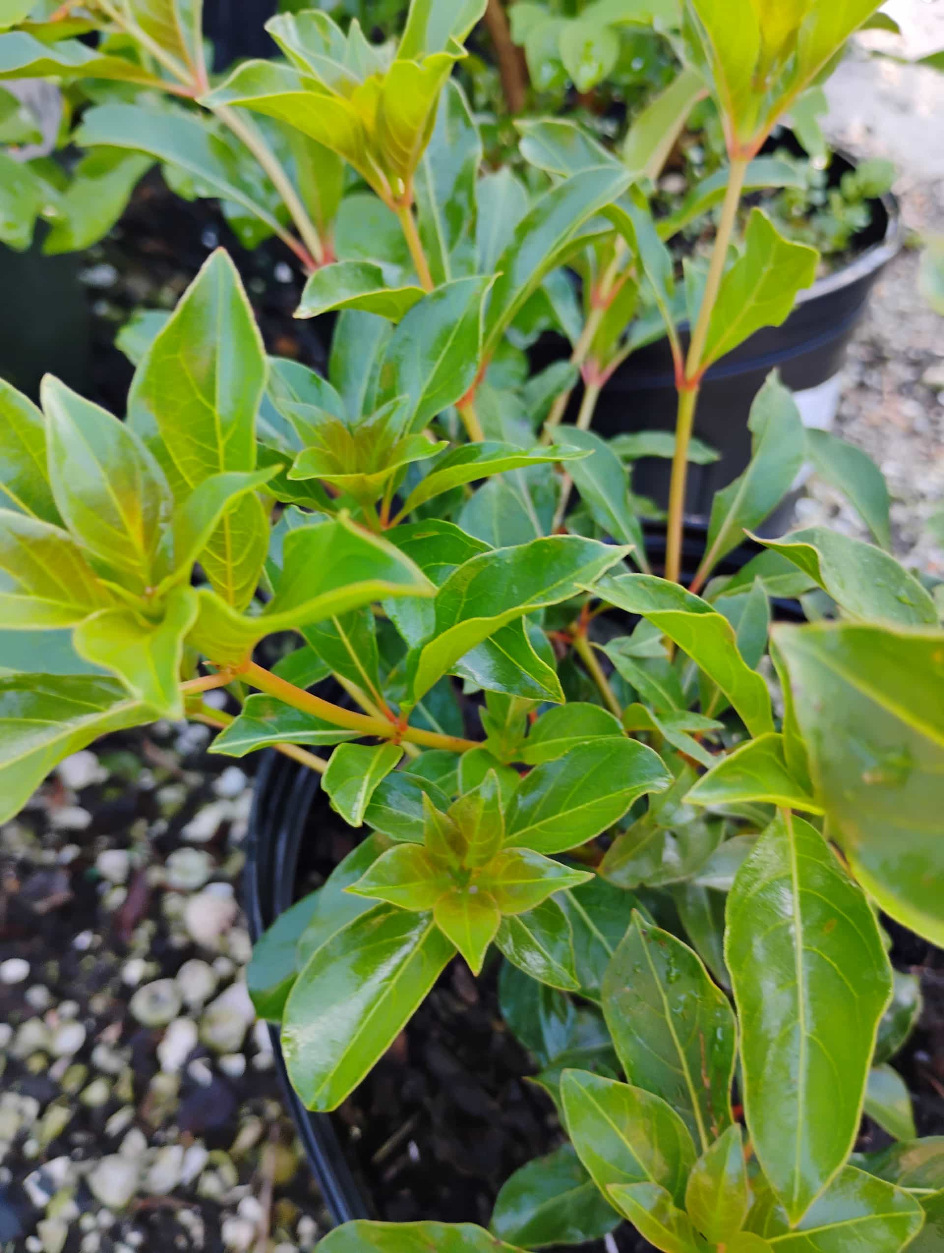 Firebush (Hamelia patens), Shrub