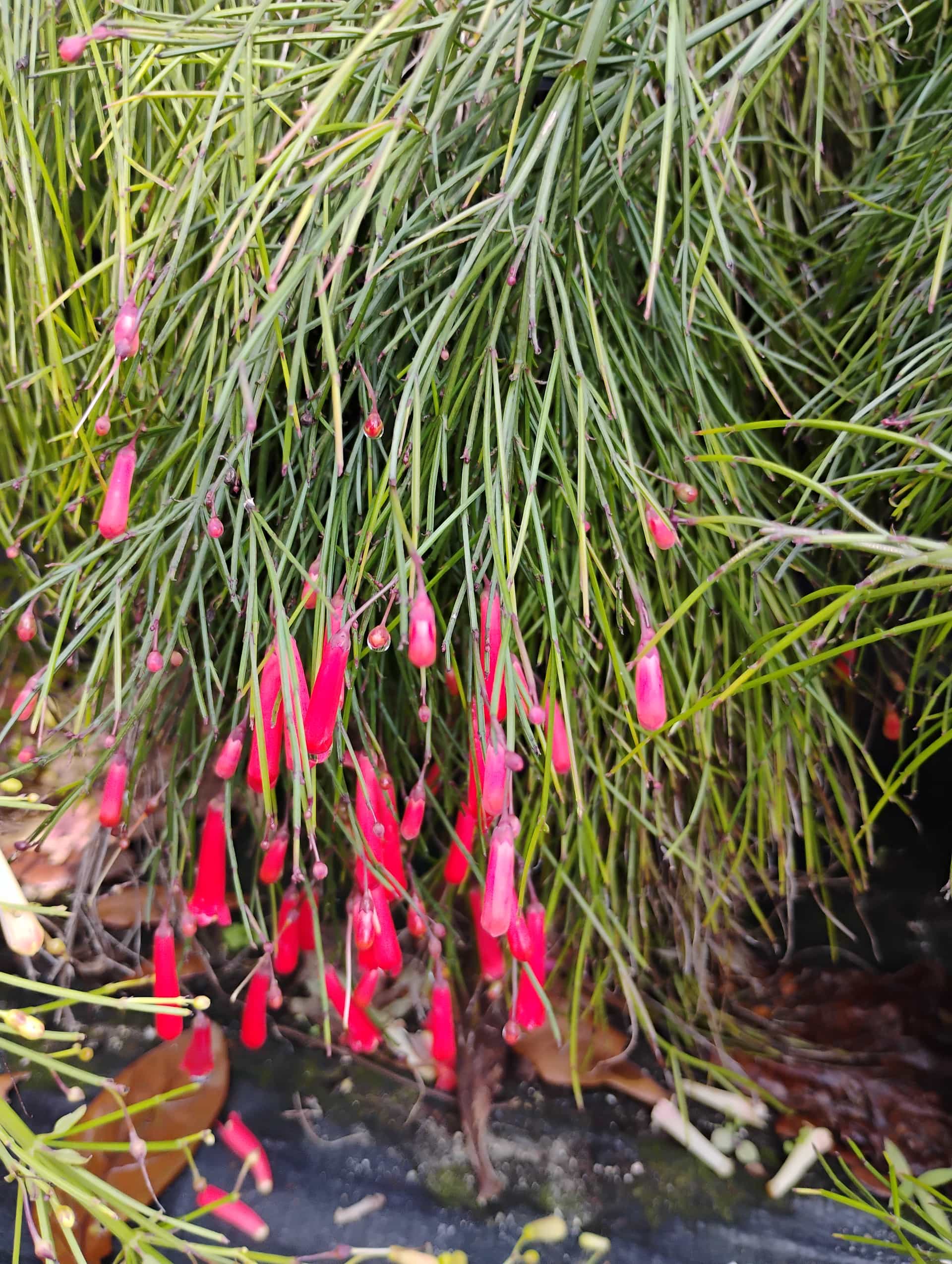 Firecracker Plant (Russelia equisetiformis), Shrub