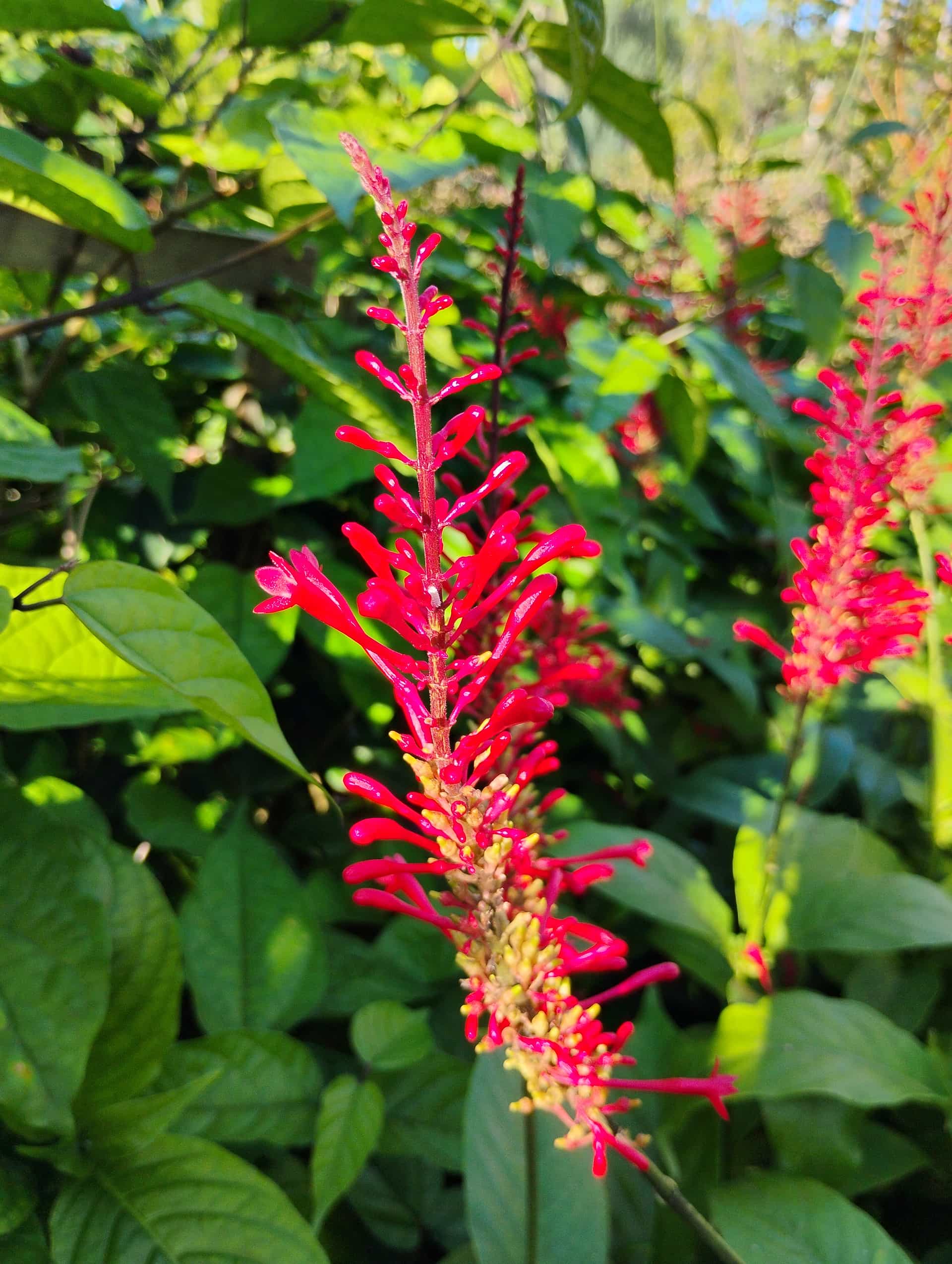 Firespike (Odontonema tubiforme), Shrub