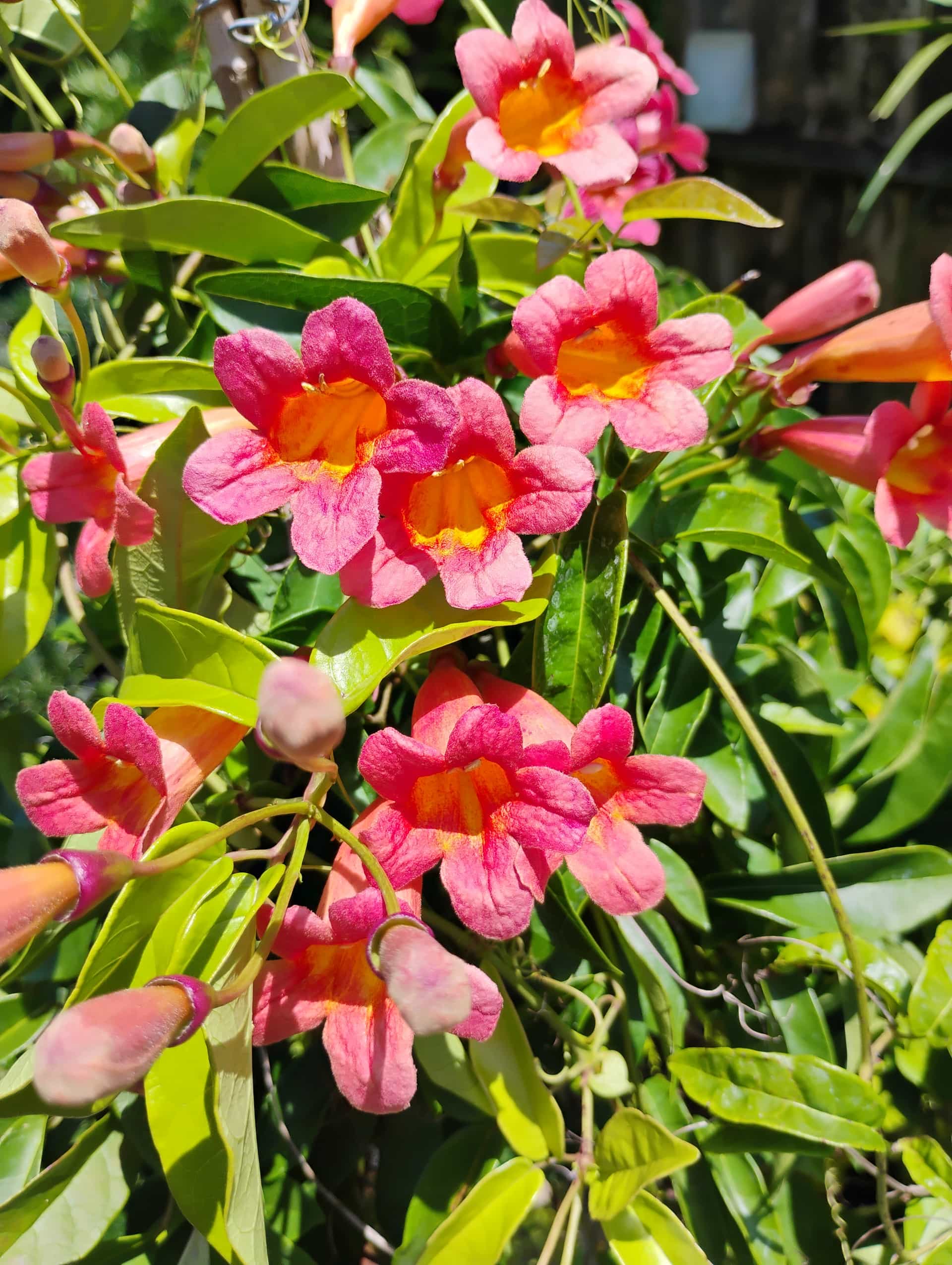 Flame Vine (Pyrostegia venusta), Vine