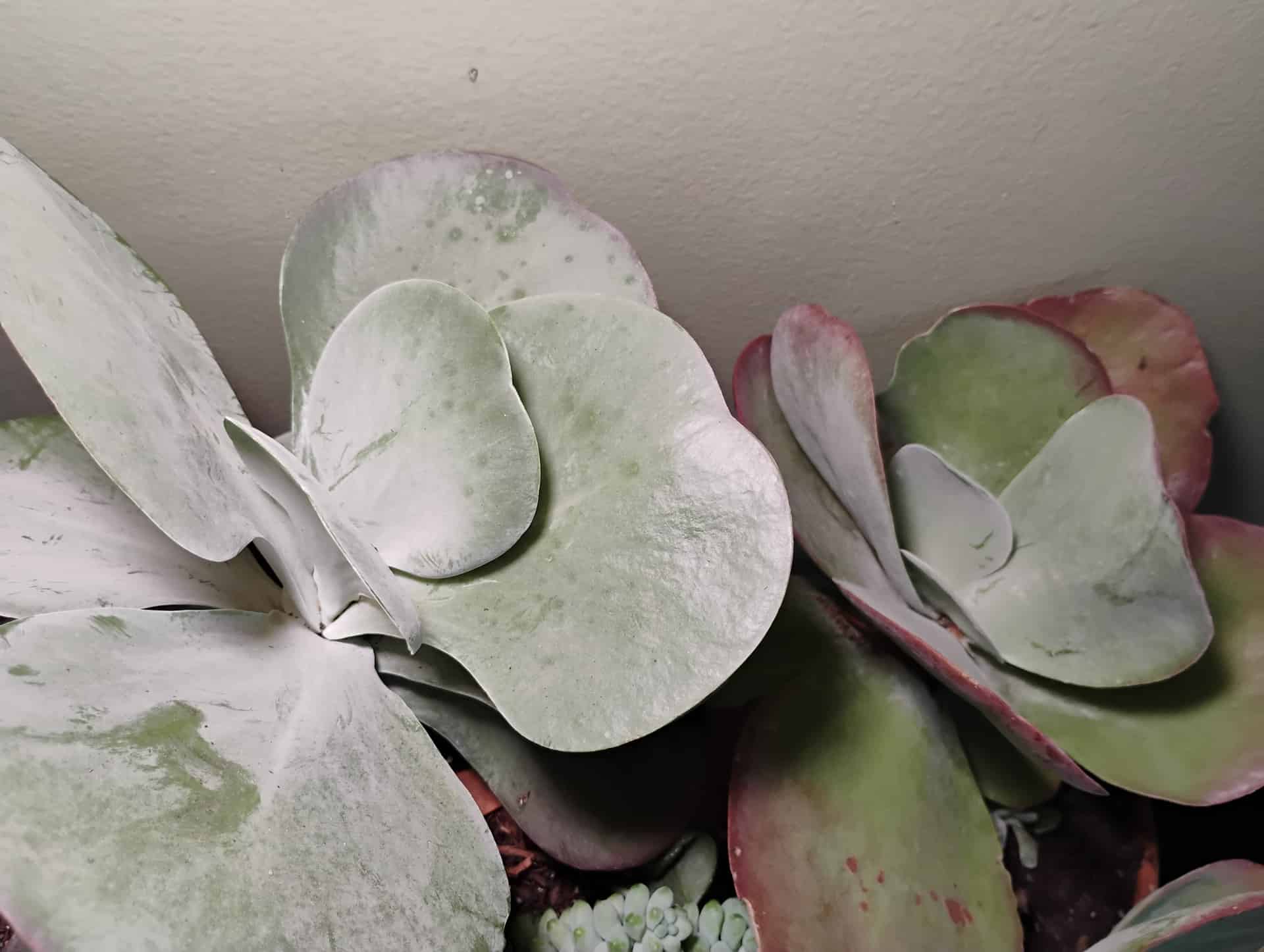 Flapjack (Kalanchoe thyrsiflora), Succulent