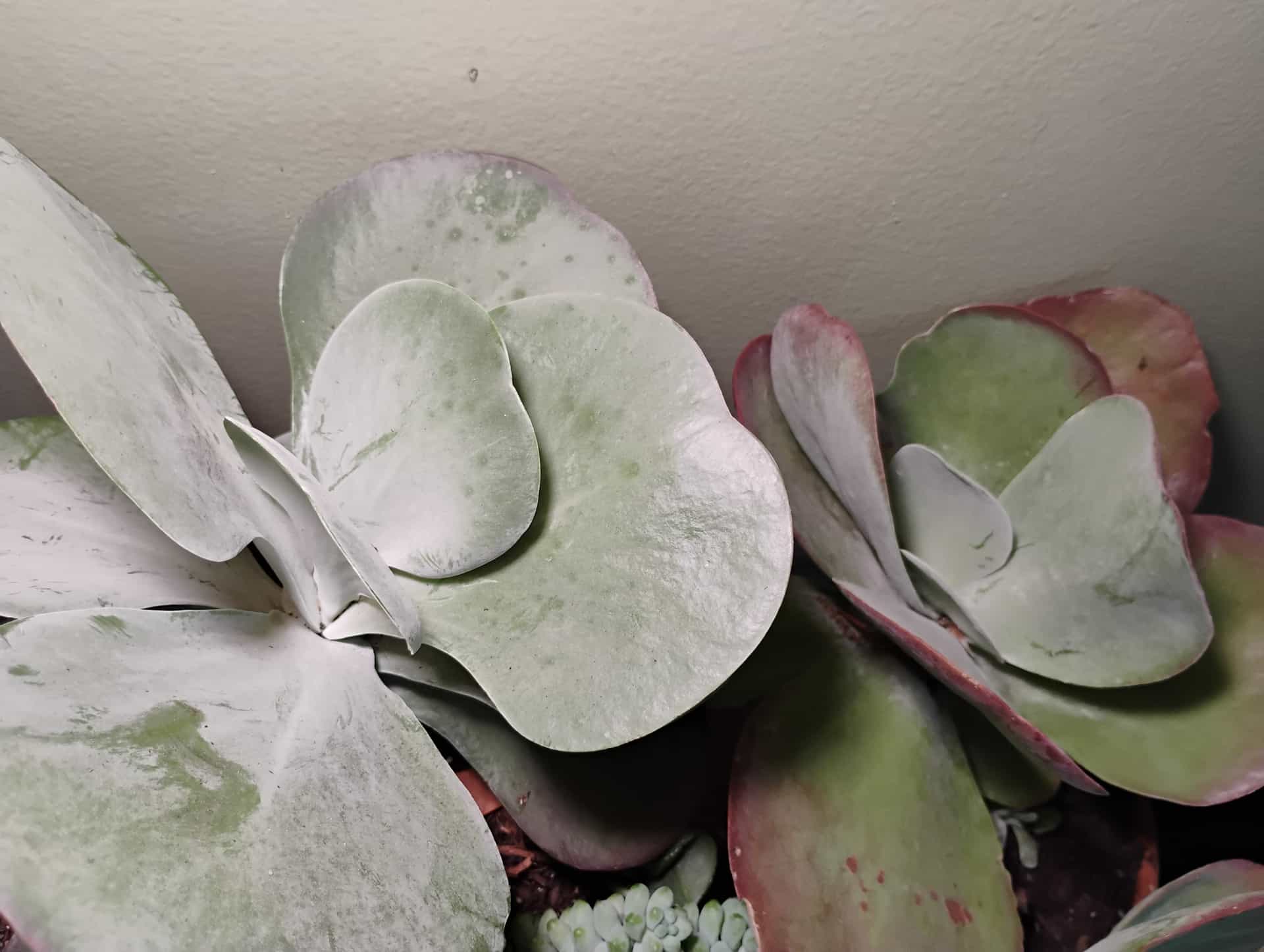 Flapjack (Kalanchoe thyrsiflora), Succulent