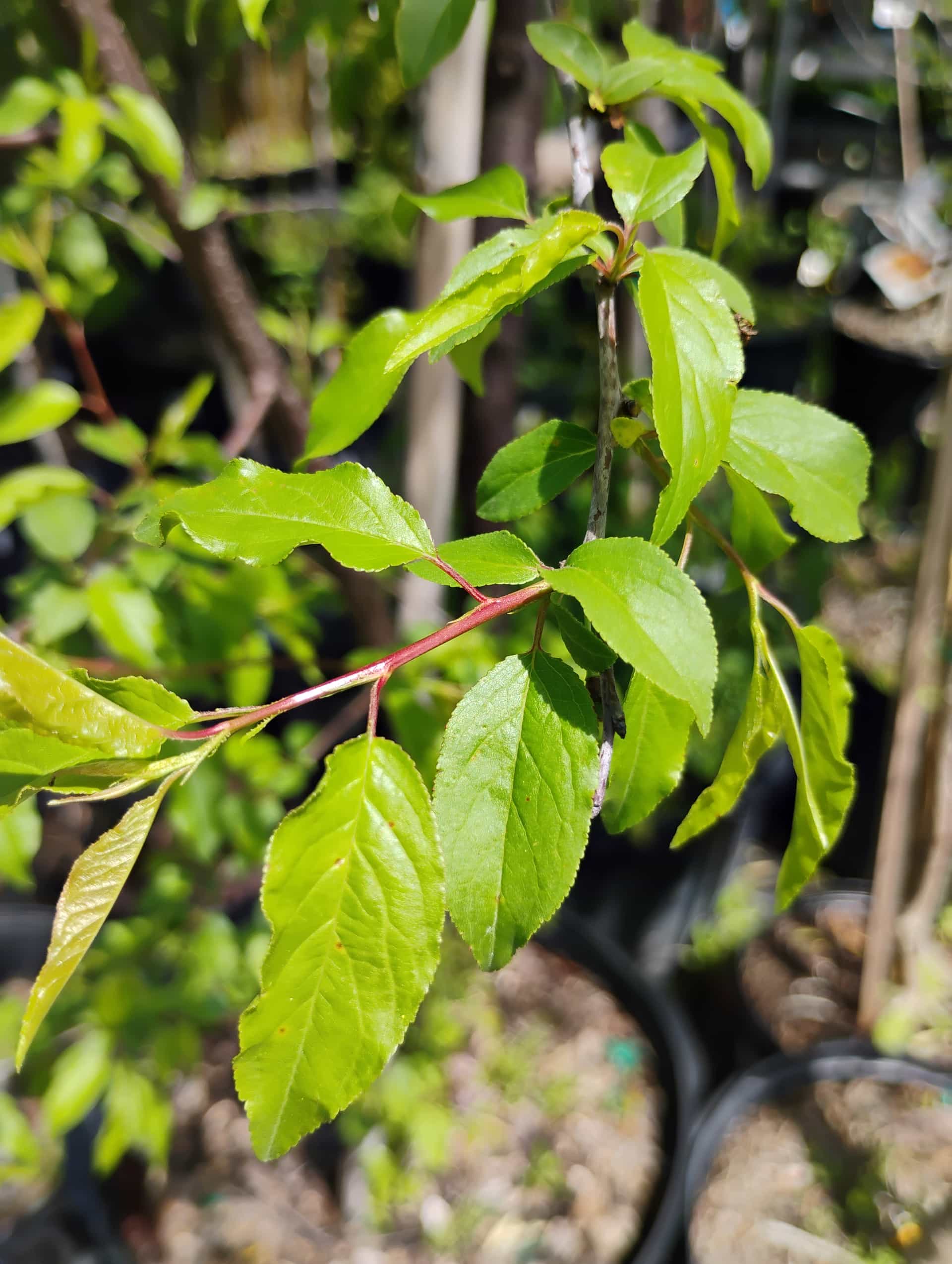 Flatwoods Plum (Prunus umbellata), Tree