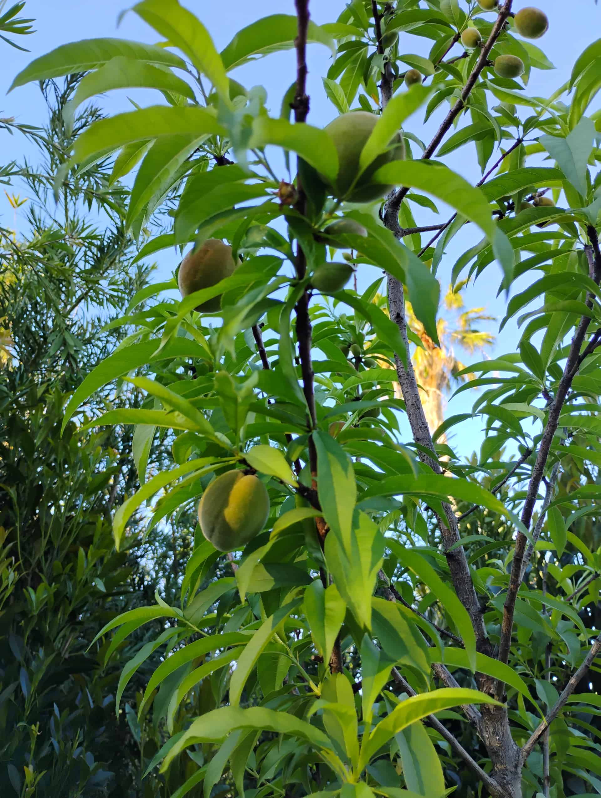 Peach (Prunus persica), Fruit Tree