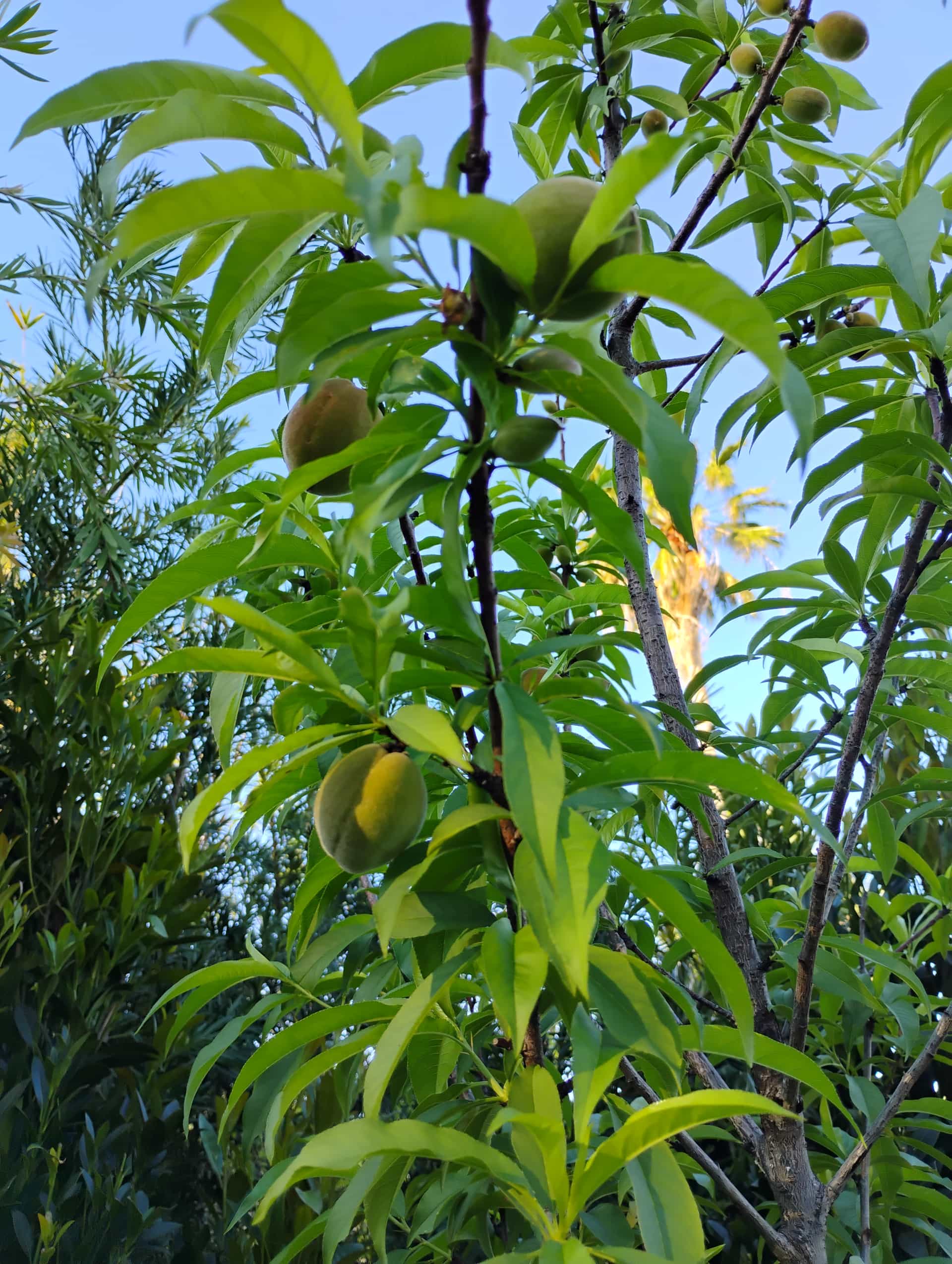 Peach (Prunus persica), Fruit Tree