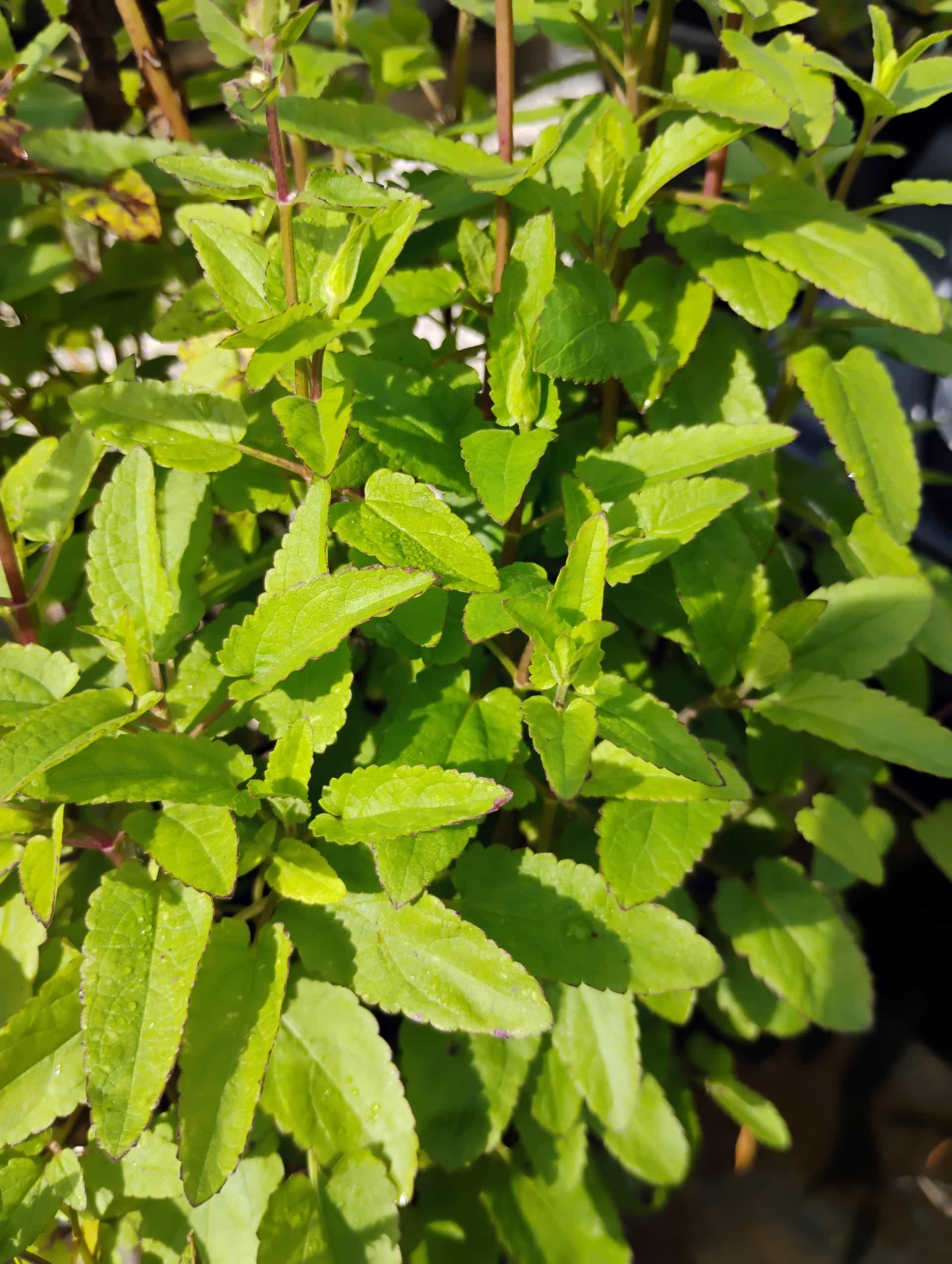 Florida Betony (Stachys floridana), Perennial