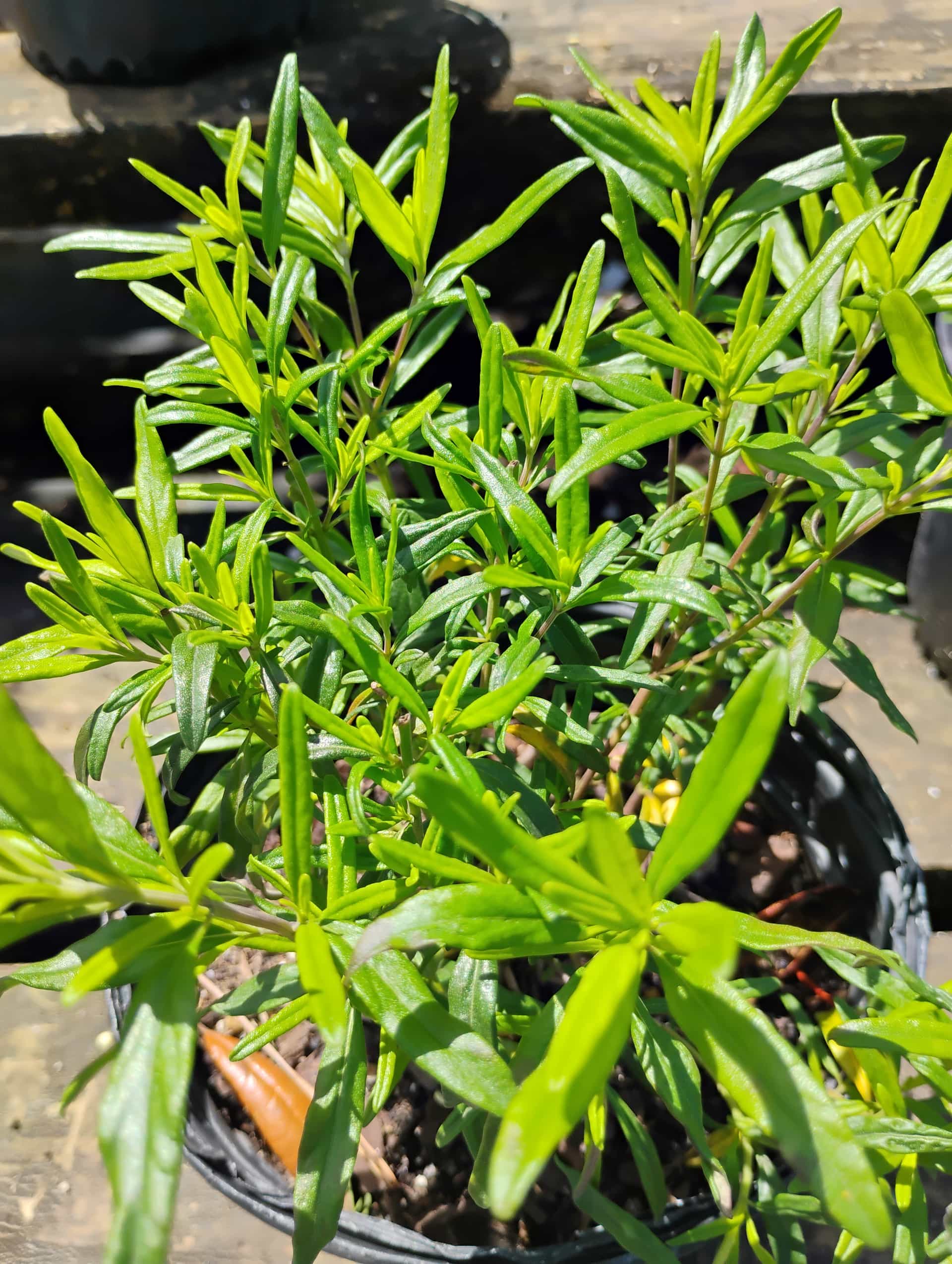 Florida Calamint (Clinopodium ashei), Perennial
