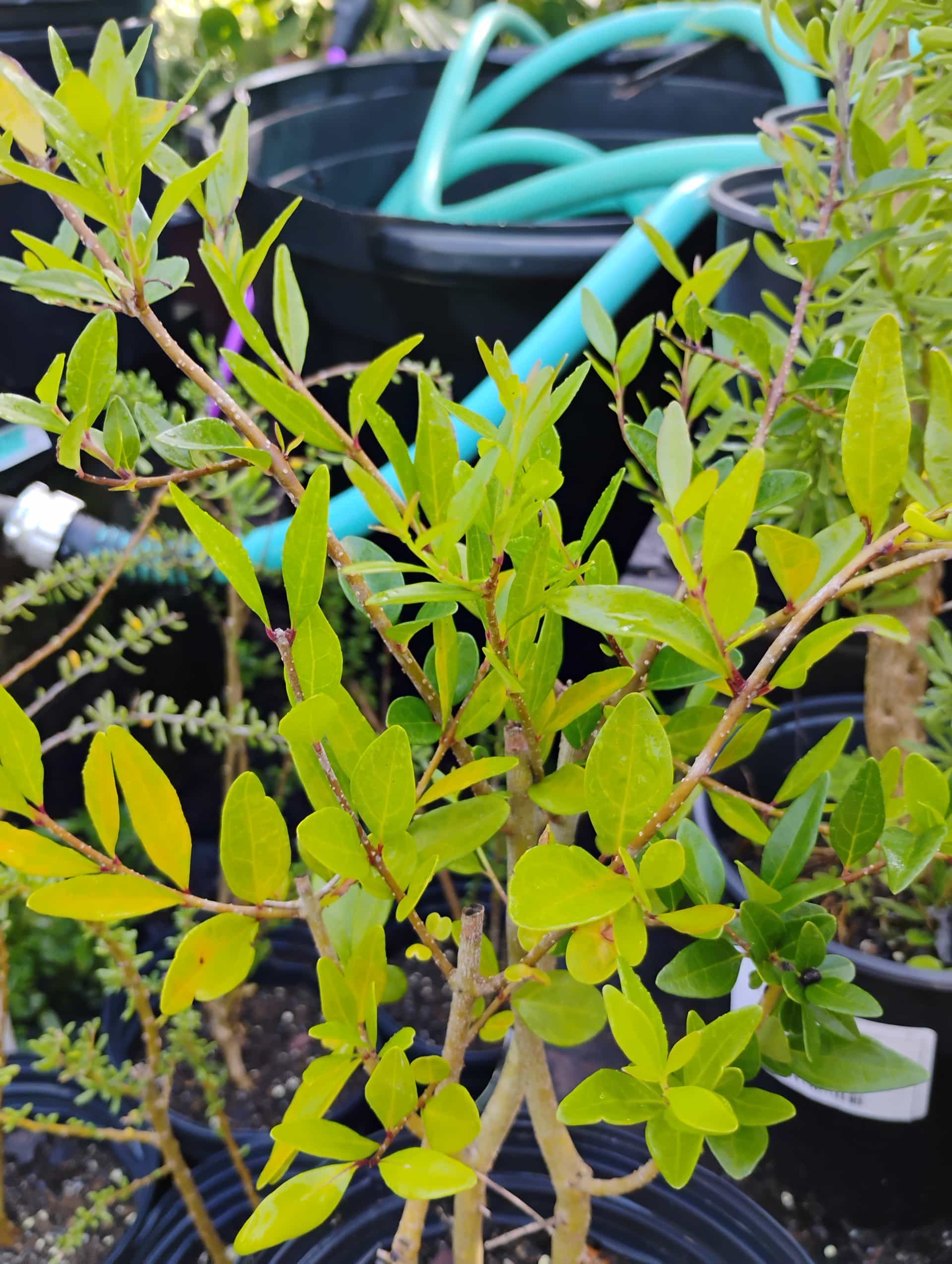 Florida Privet (Forestiera segregata), Shrub