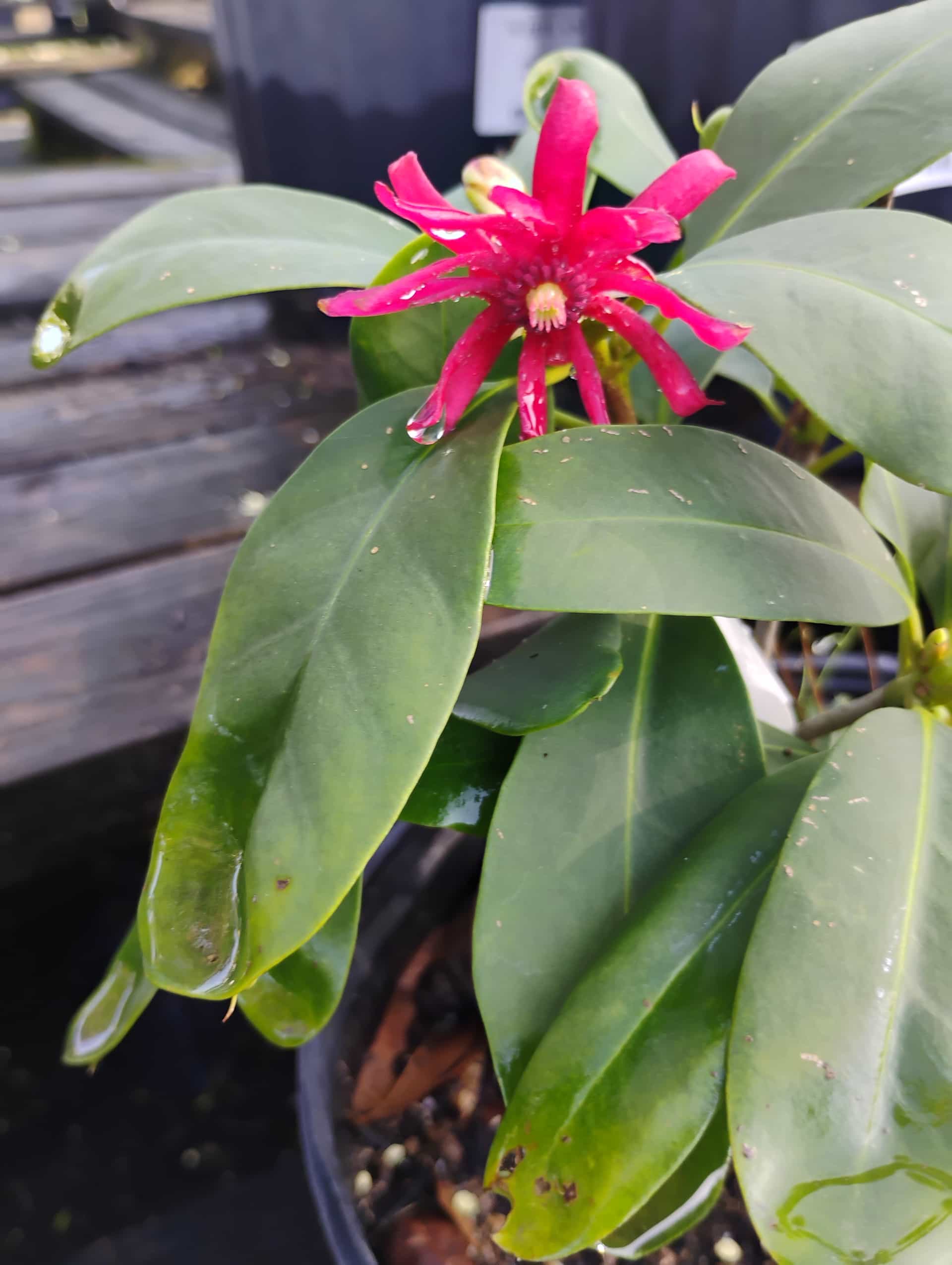 Florida Anise (Illicium floridanum), Shrub