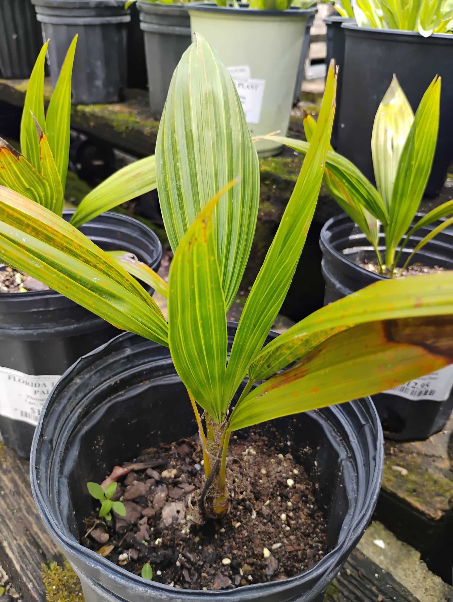 Florida Thatch Palm (Thrinax radiata), Palm