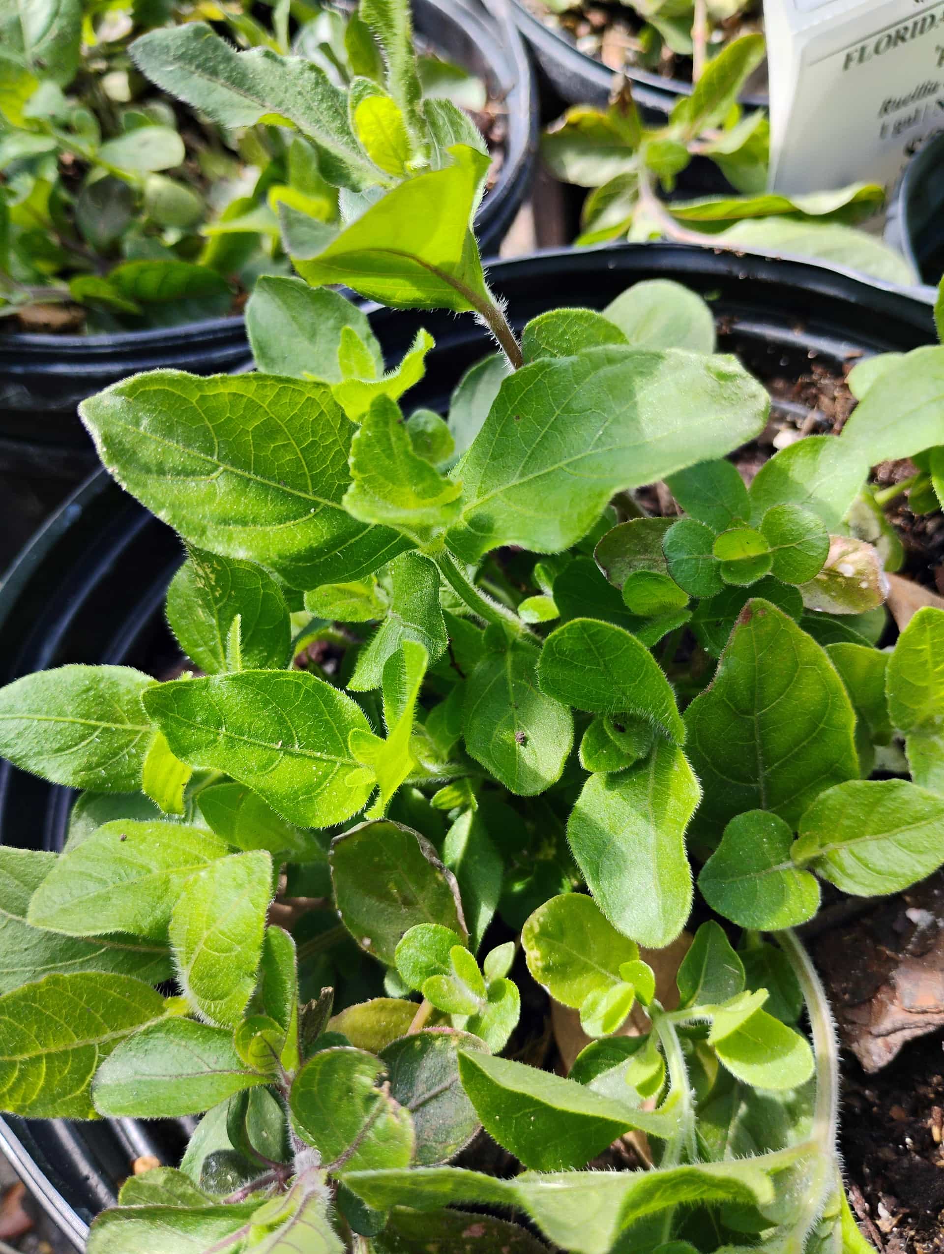 Carolina Wild Petunia (Ruellia caroliniensis), Foliage