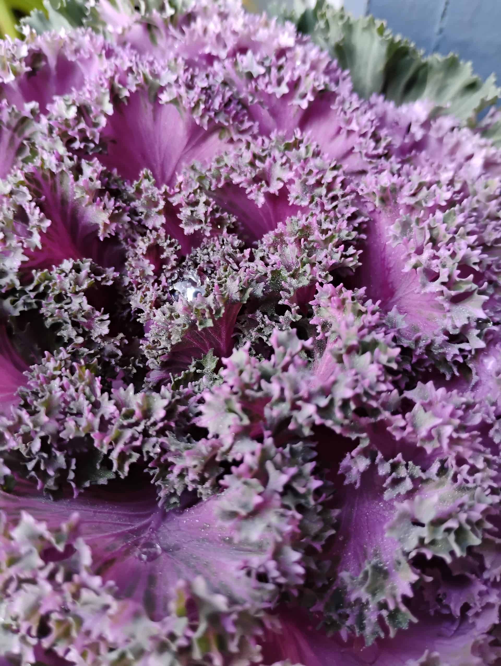 Flowering Kale (Brassica oleracea var. acephala), Annual