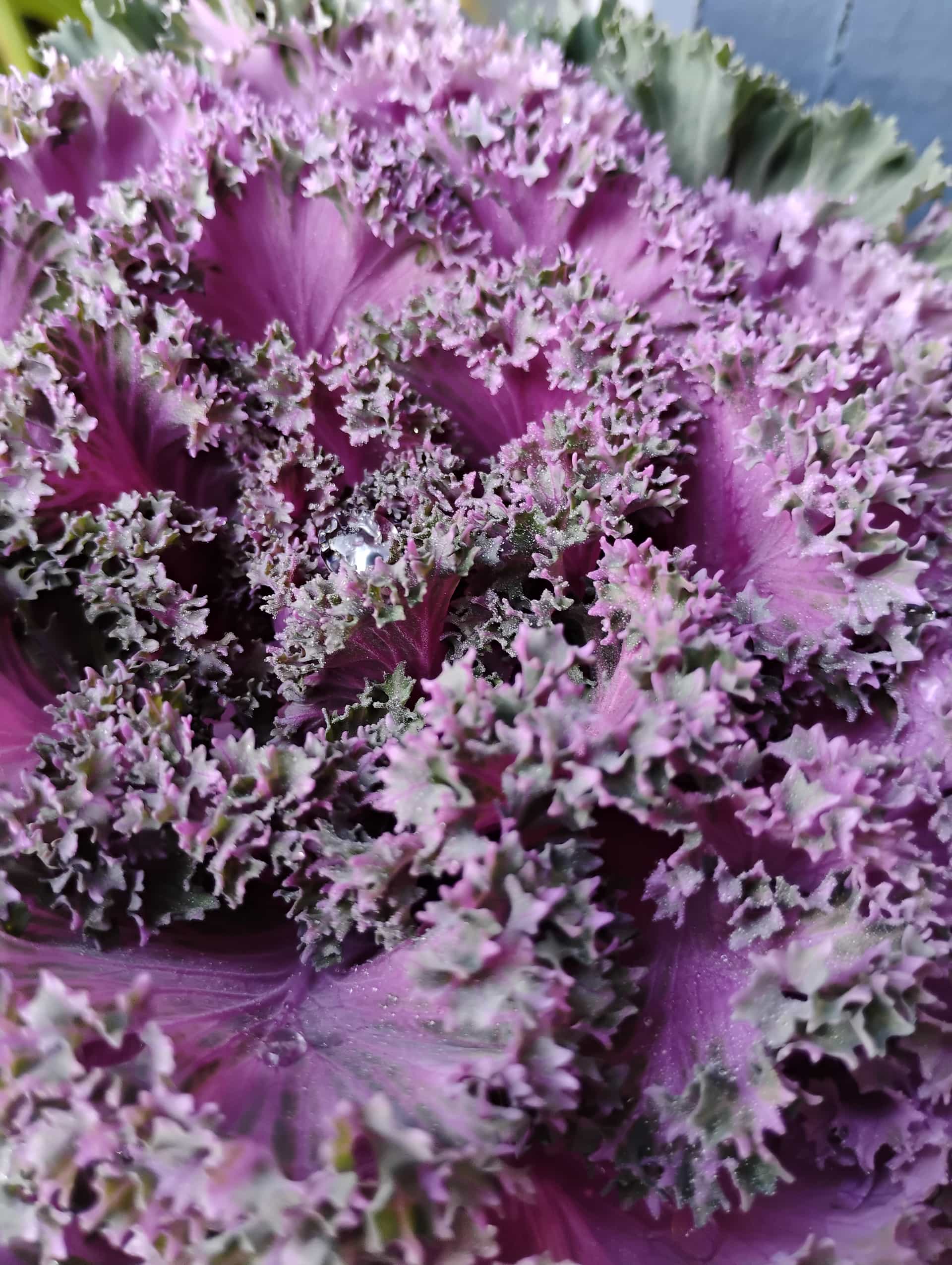 Flowering Kale (Brassica oleracea var. acephala), Annual