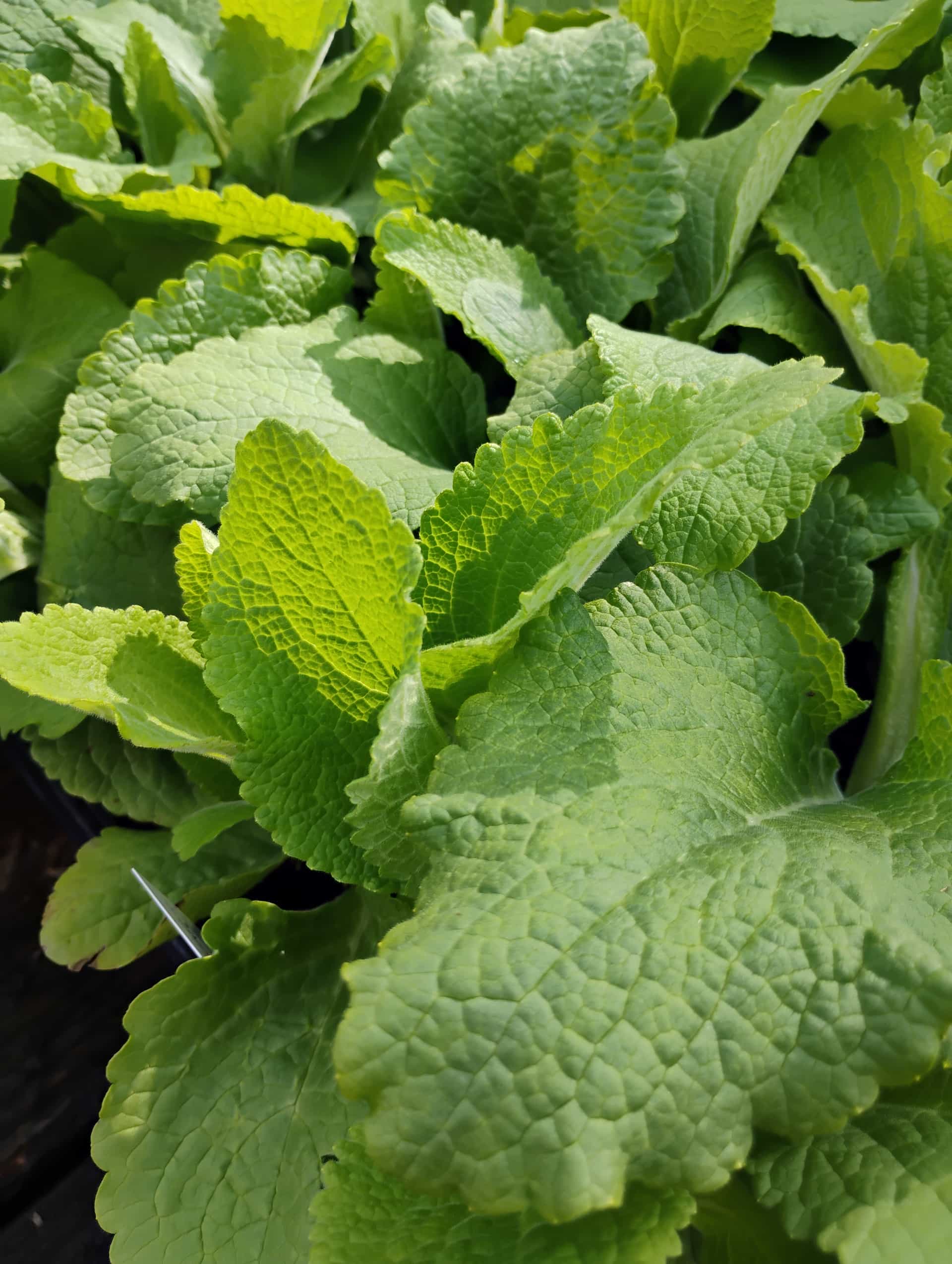 Foxglove (Digitalis hybrida), Perennial