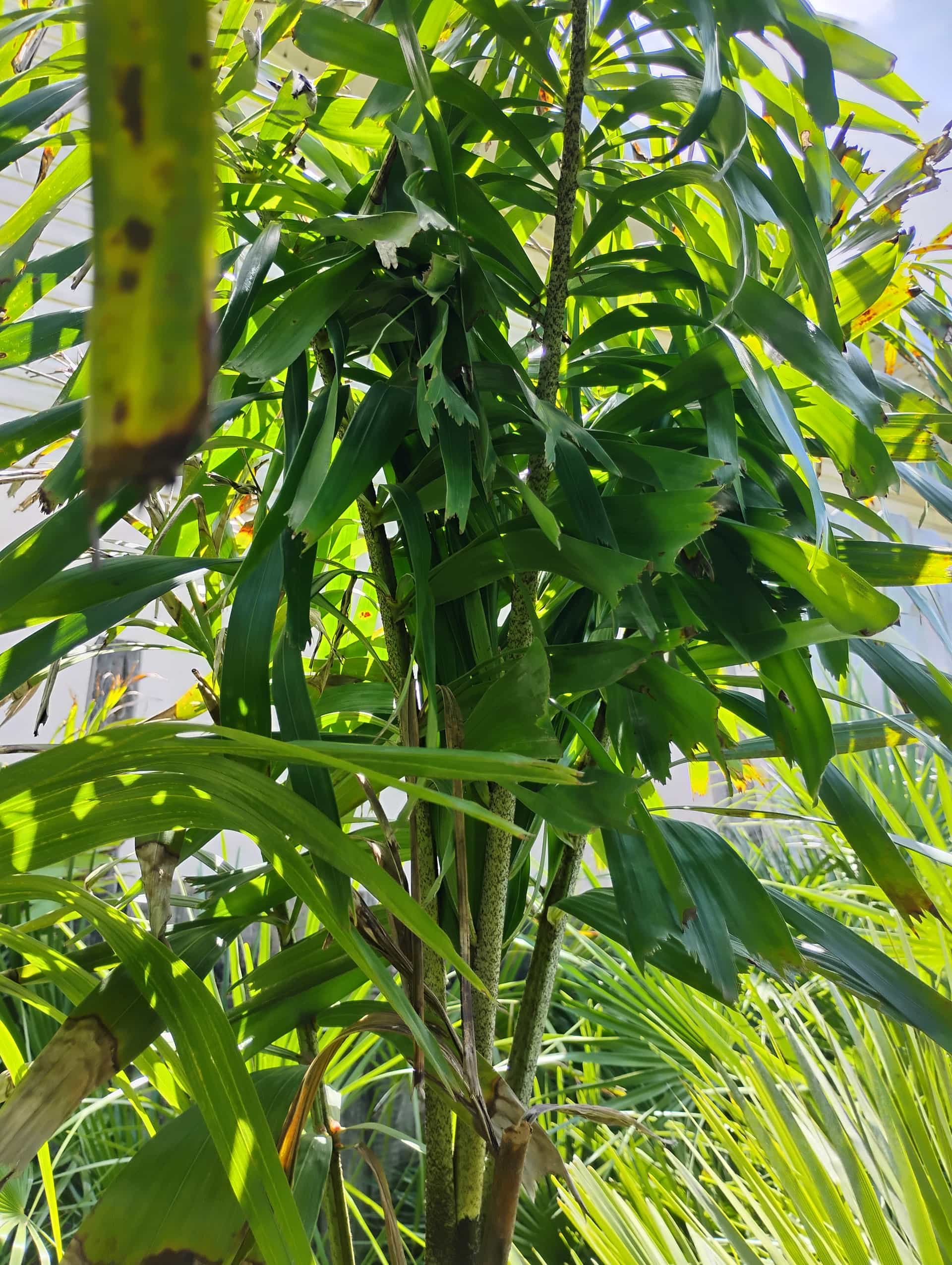 Foxtail Palm (Wodyetia bifurcata), Palm