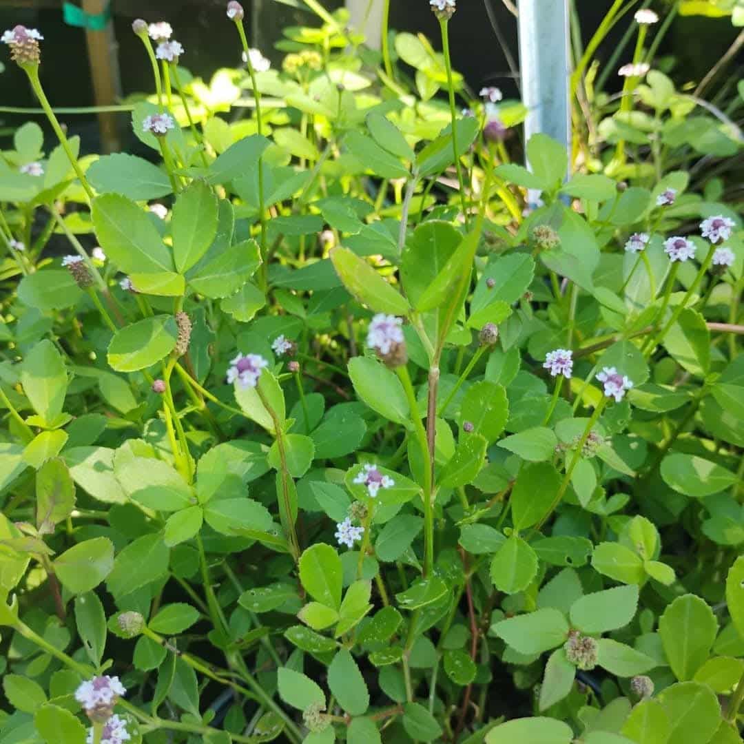 Frogfruit (Phyla nodiflora), Groundcover