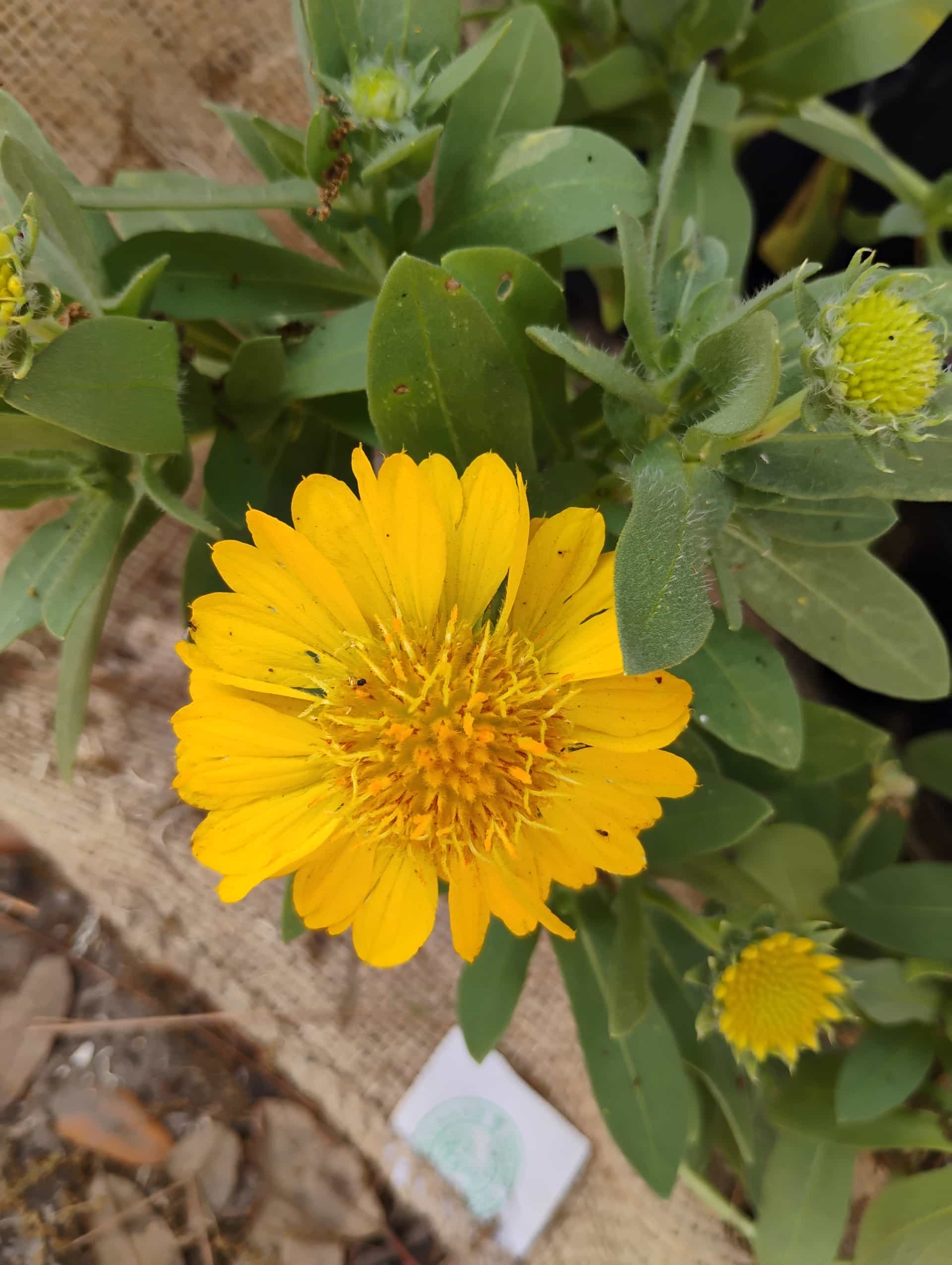 Blanket Flower (Gaillardia pulchella), Perennial