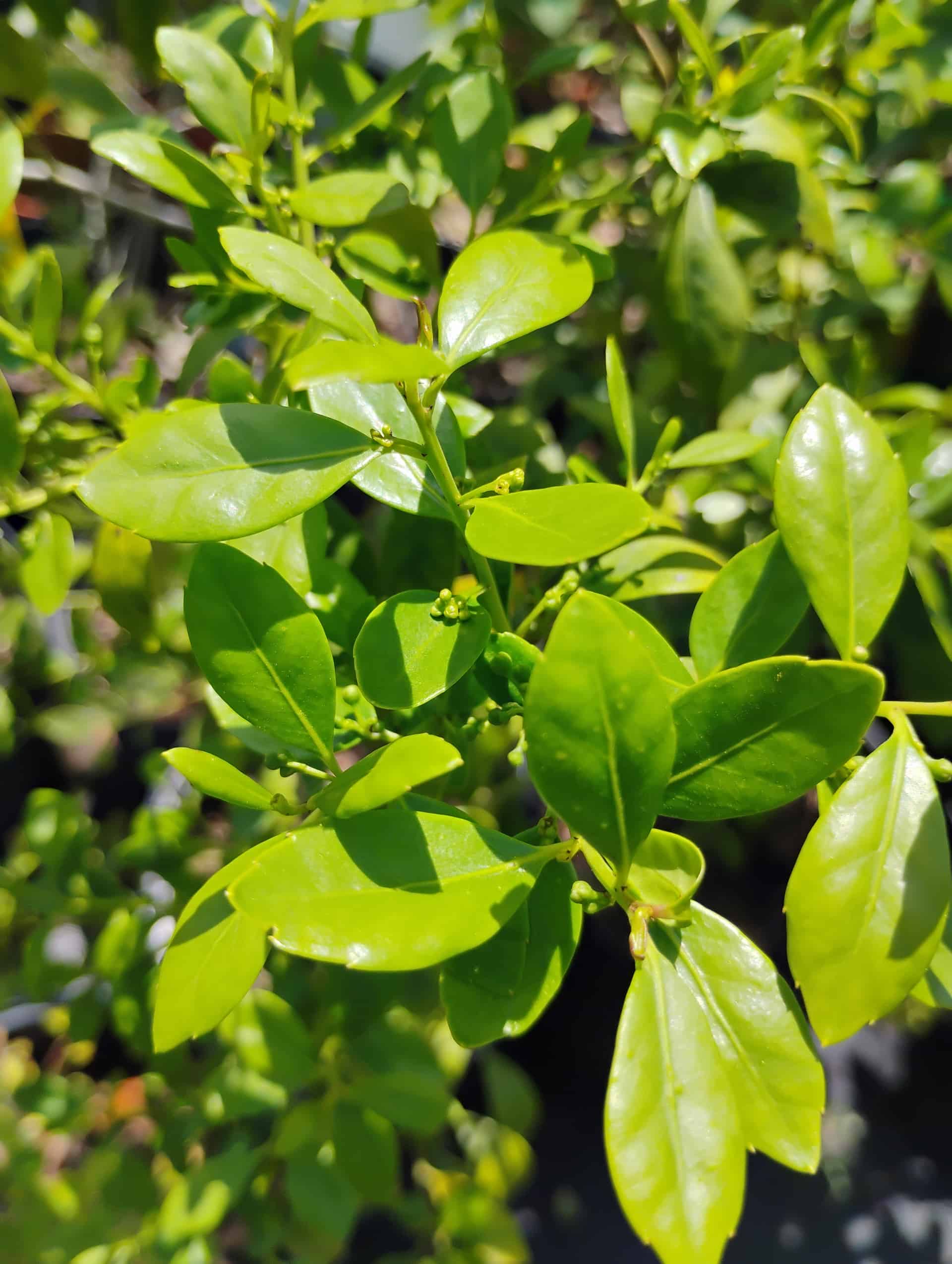 Gallberry (Ilex glabra), Shrub