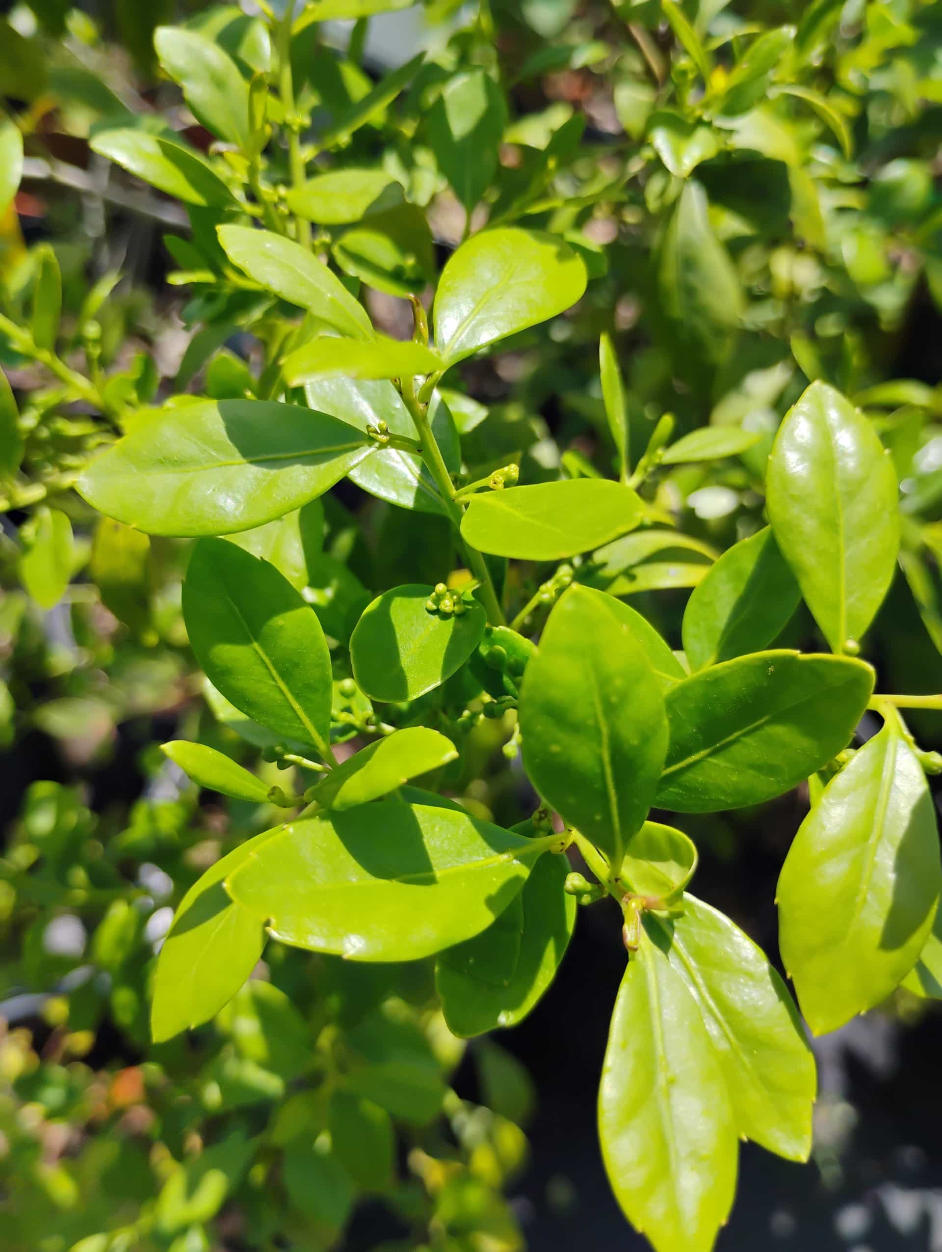 Gallberry (Ilex glabra), Shrub