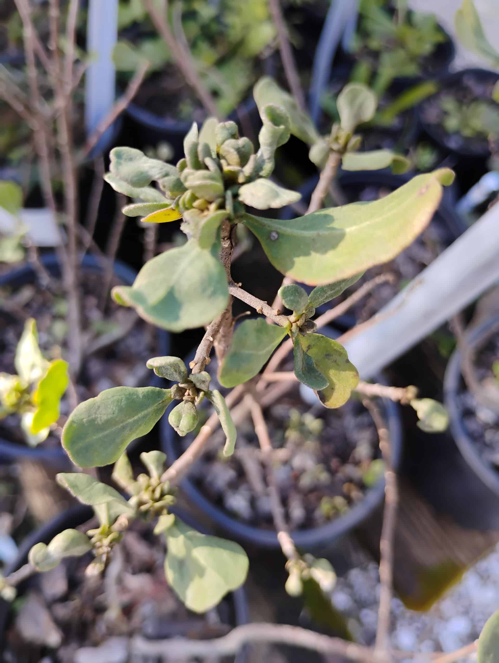 Garberia (Garberia heterophylla), Shrub