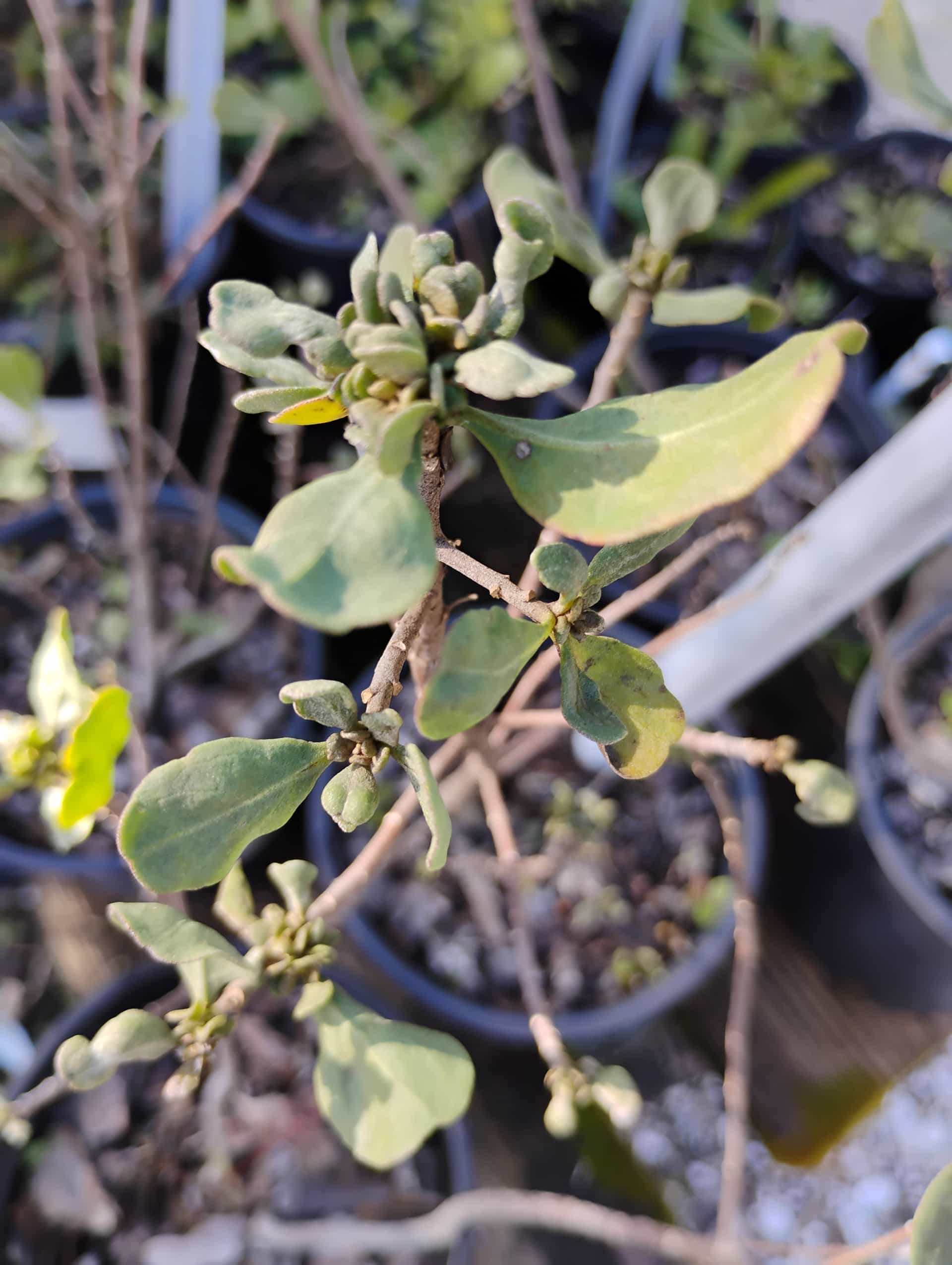 Garberia (Garberia heterophylla), Shrub