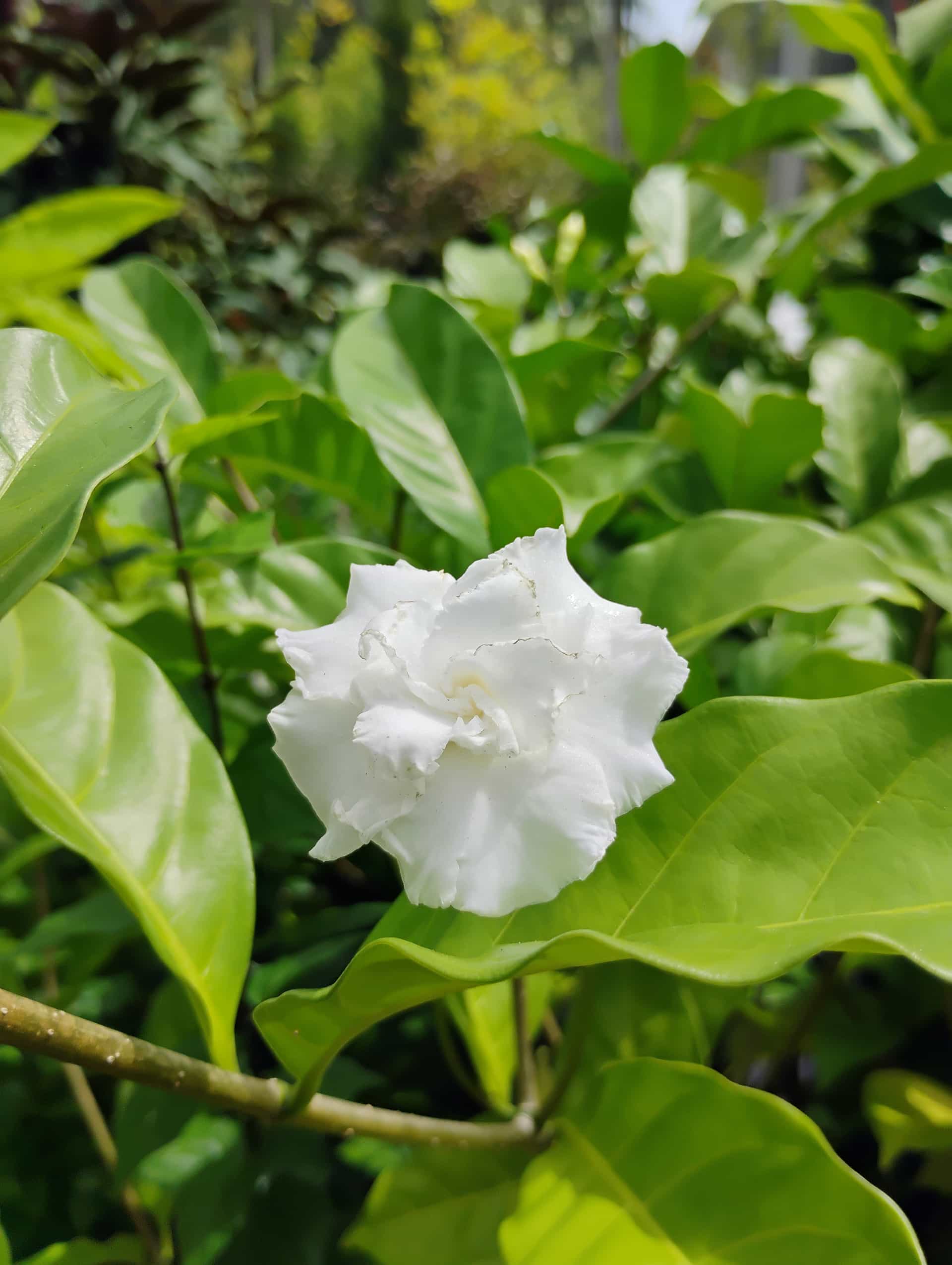 Gardenia (Gardenia jasminoides), Shrub