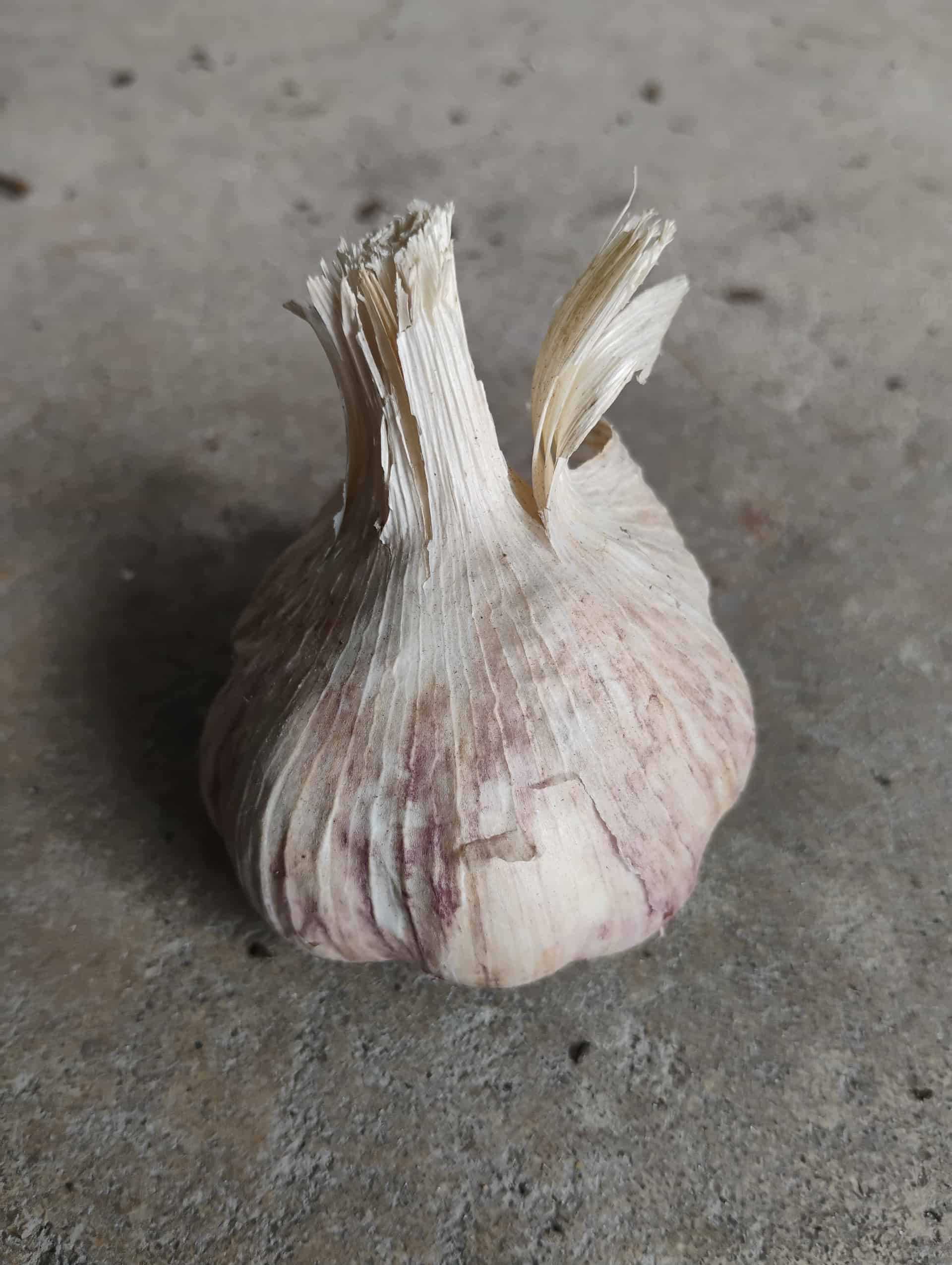 Garlic (Allium sativum), Herb