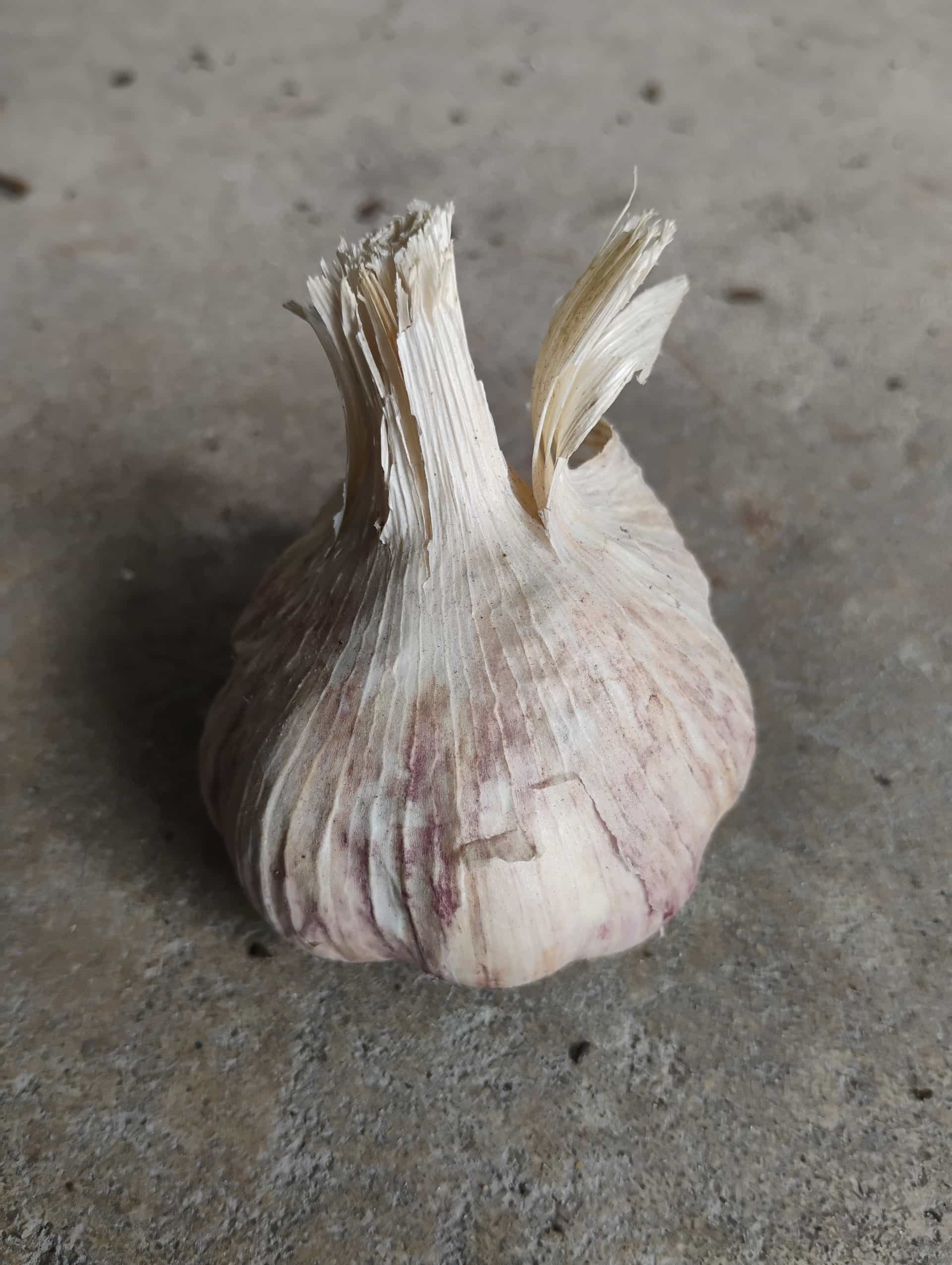 Garlic (Allium sativum), Herb