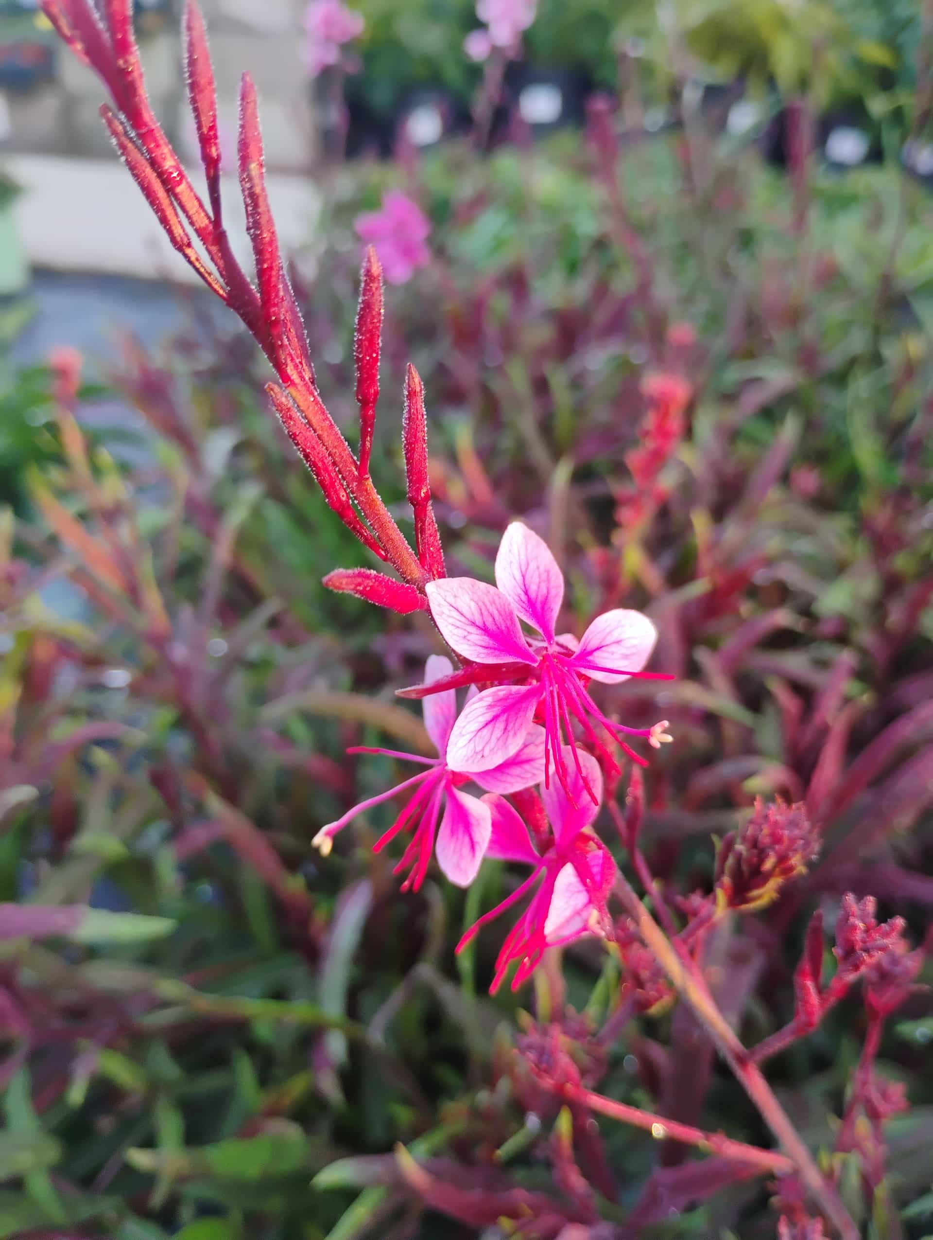 Gaura (Oenothera lindheimeri), Perennial