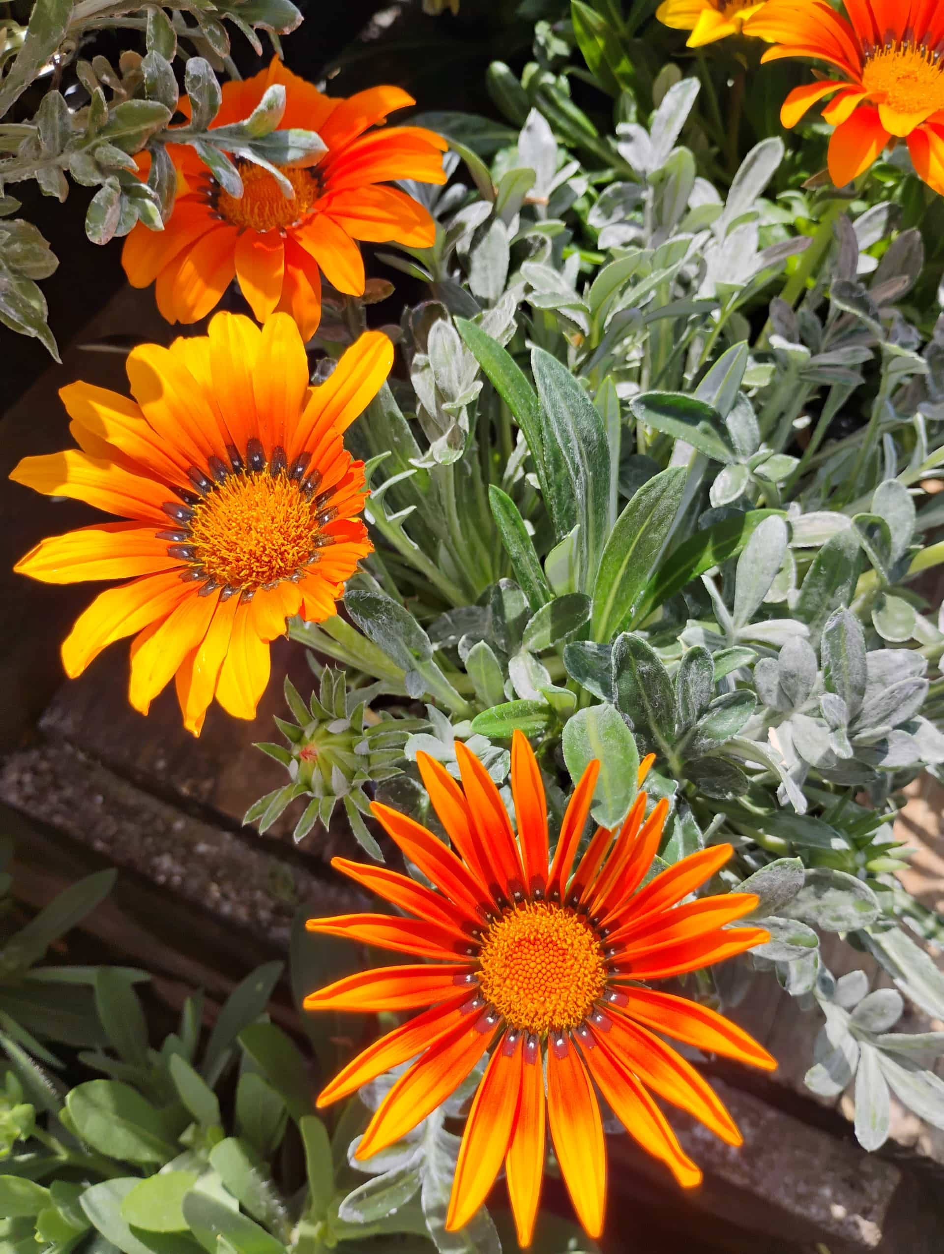 Gazania (Gazania rigens), Perennial