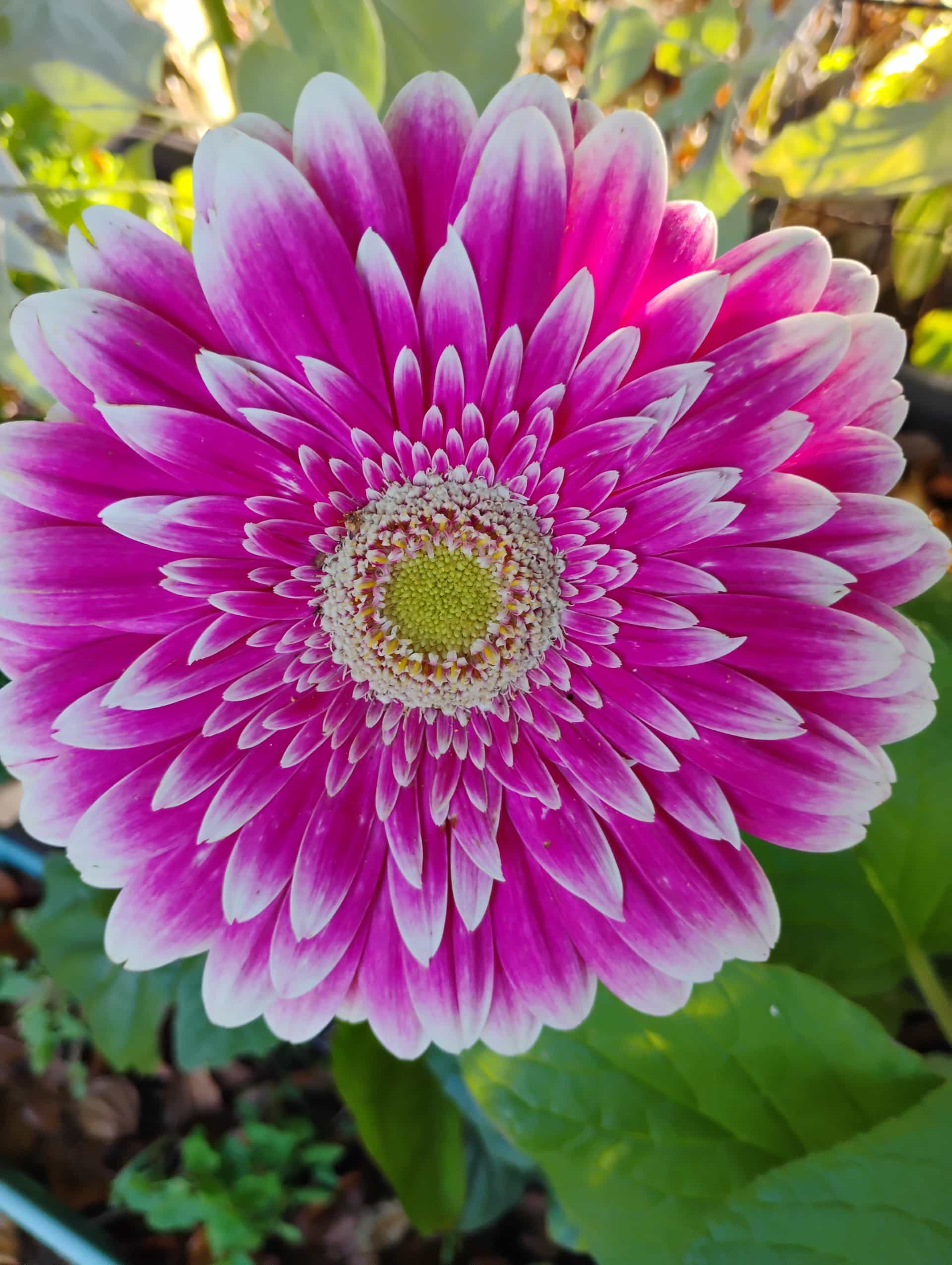 Gerbera Daisy (Gerbera jamesonii), Perennial