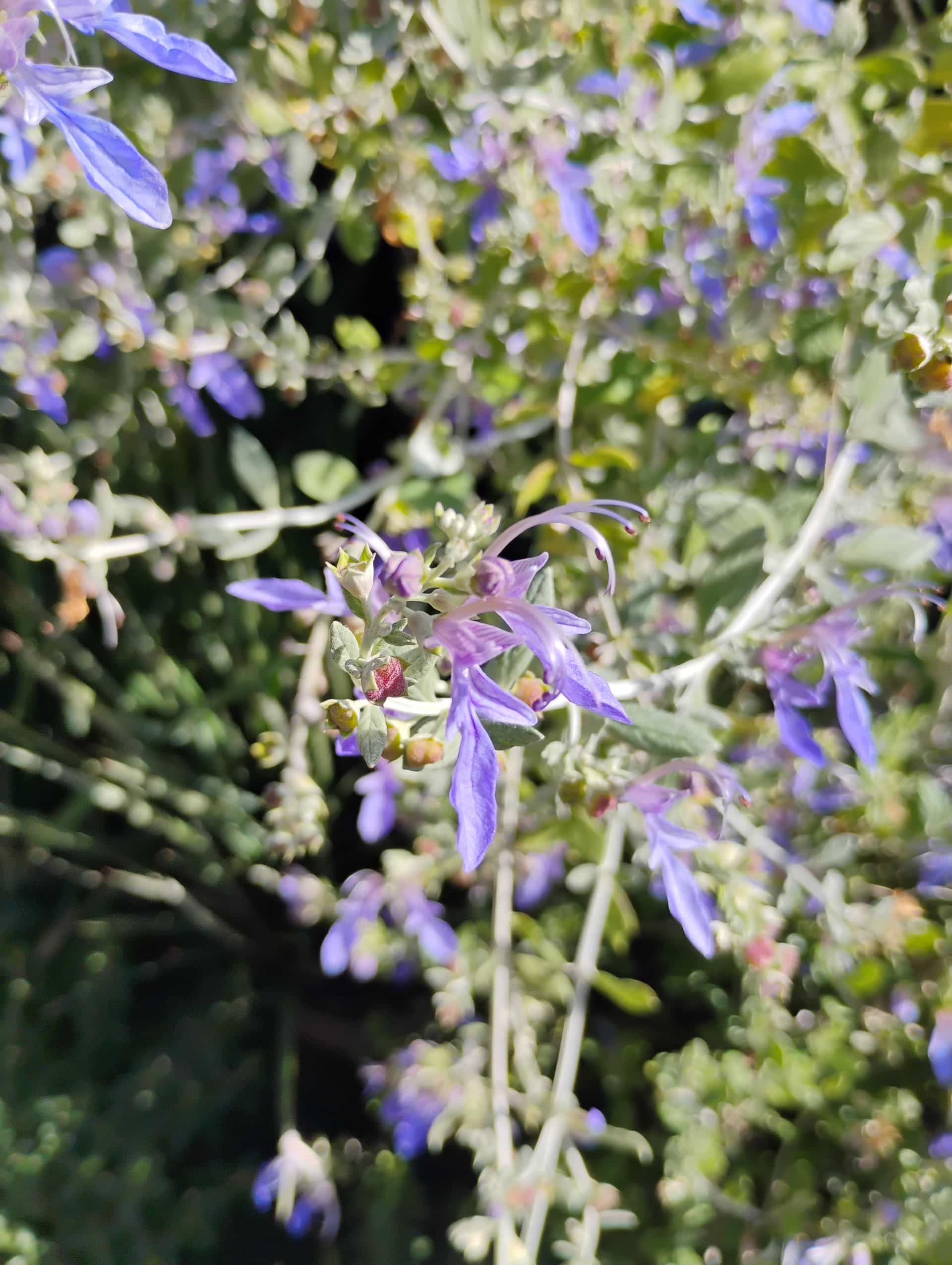 Wall Germander (Teucrium chamaedrys), Perennial