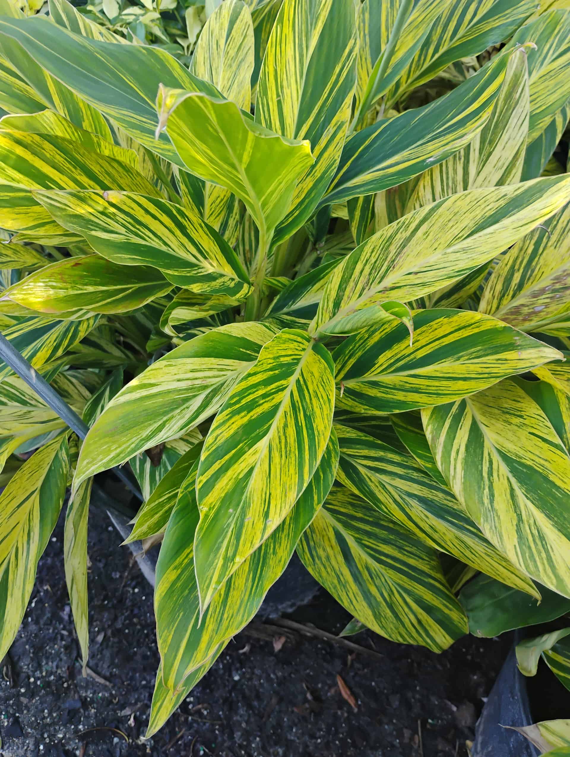 Shell Ginger (Alpinia zerumbet), Perennial