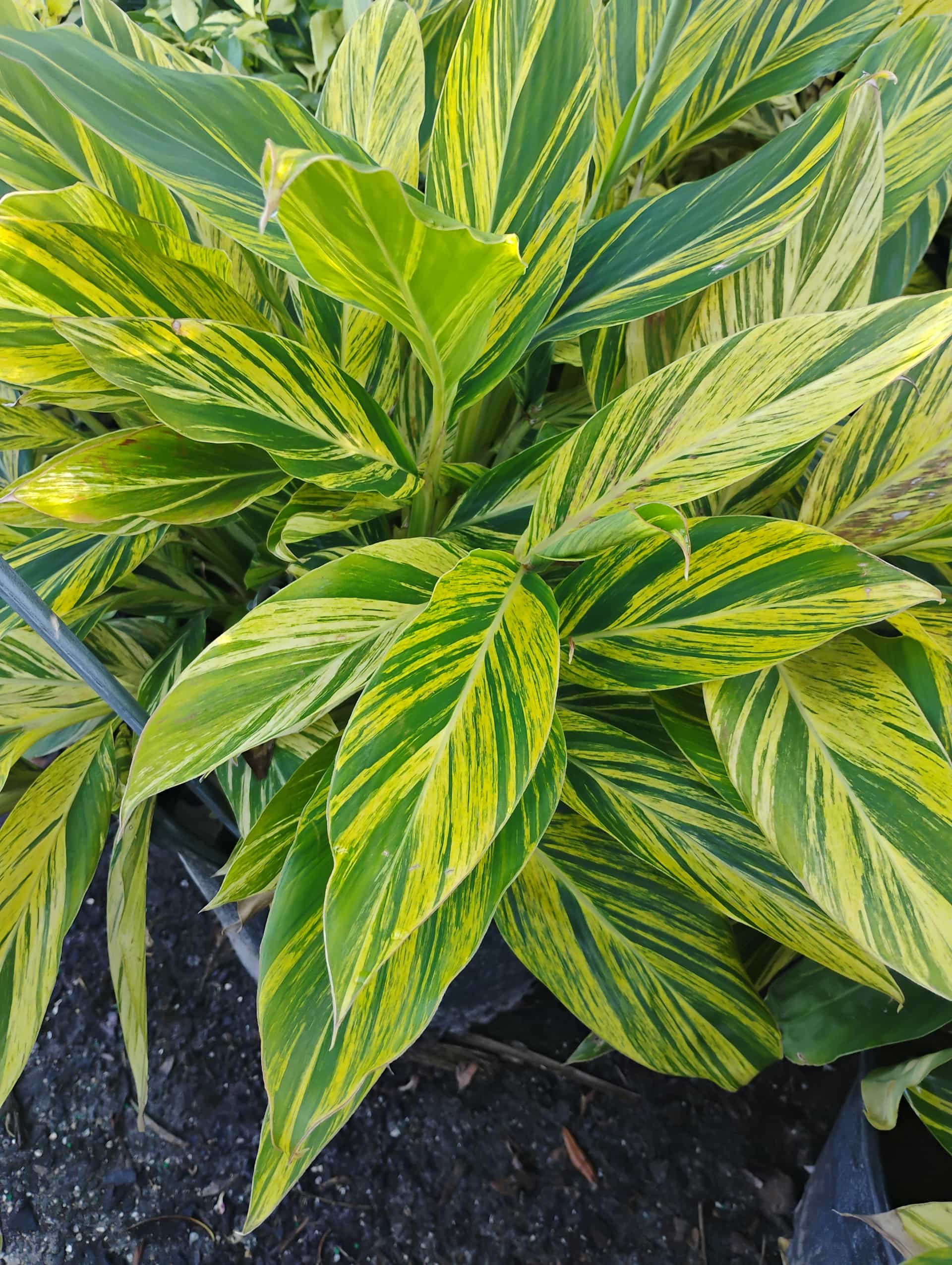 Shell Ginger (Alpinia zerumbet), Perennial