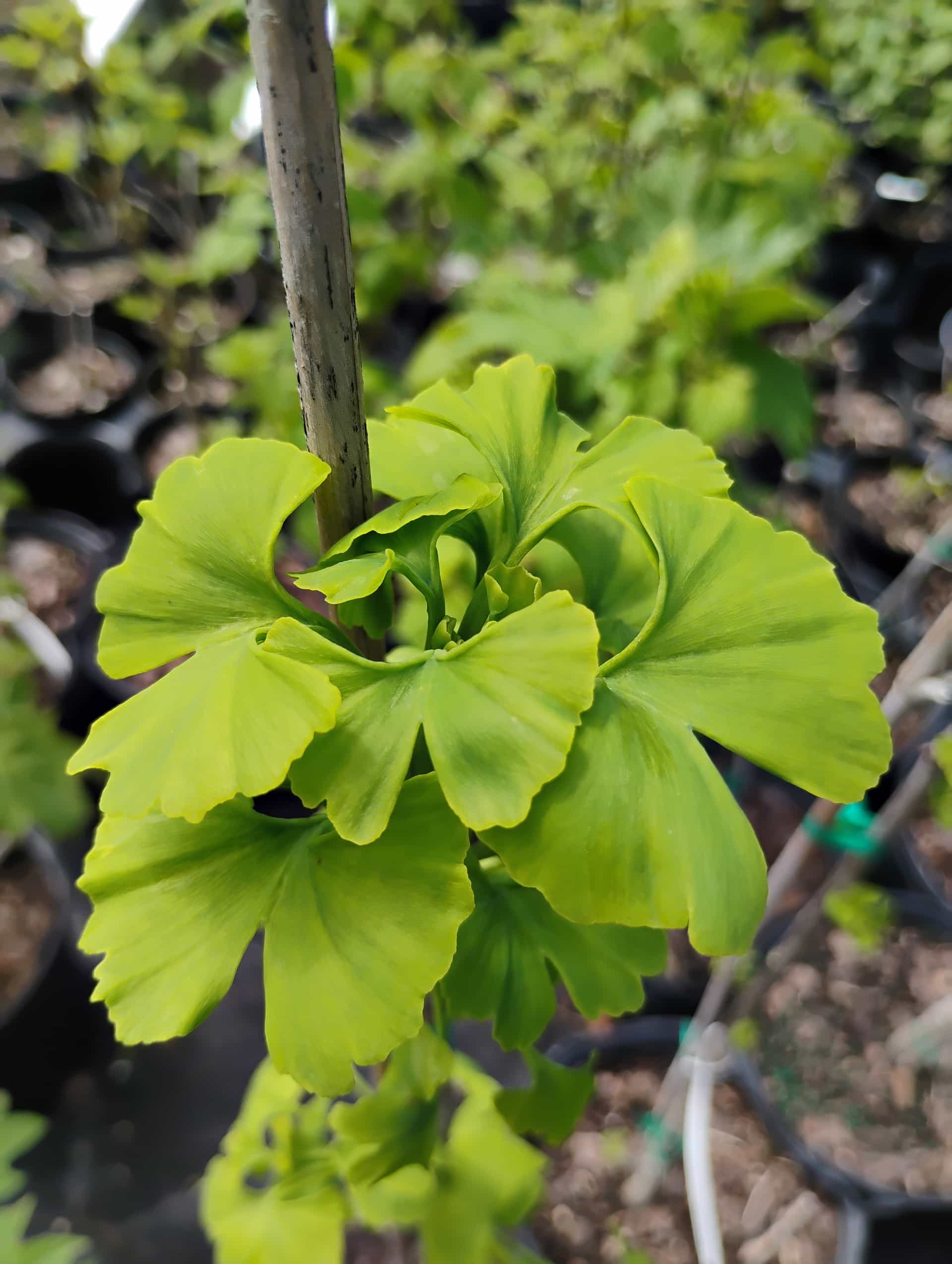 Ginkgo (Ginkgo biloba), Tree