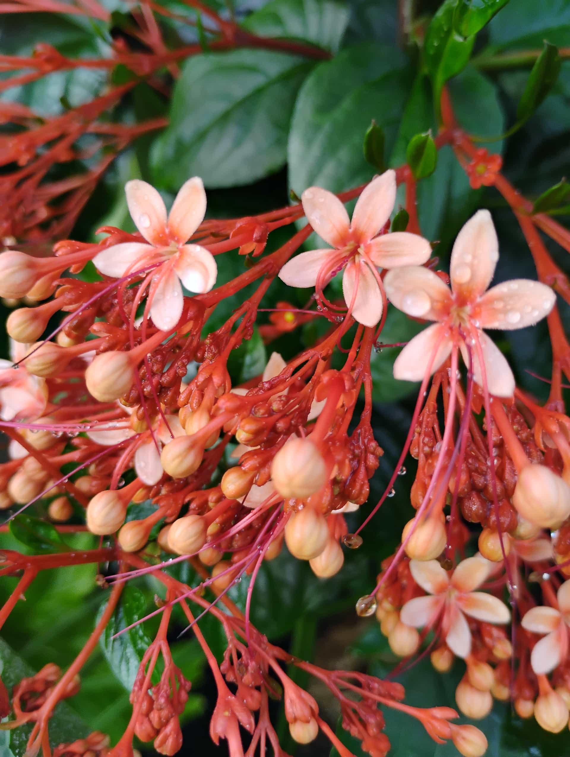 Glorybower (Clerodendrum), Vine