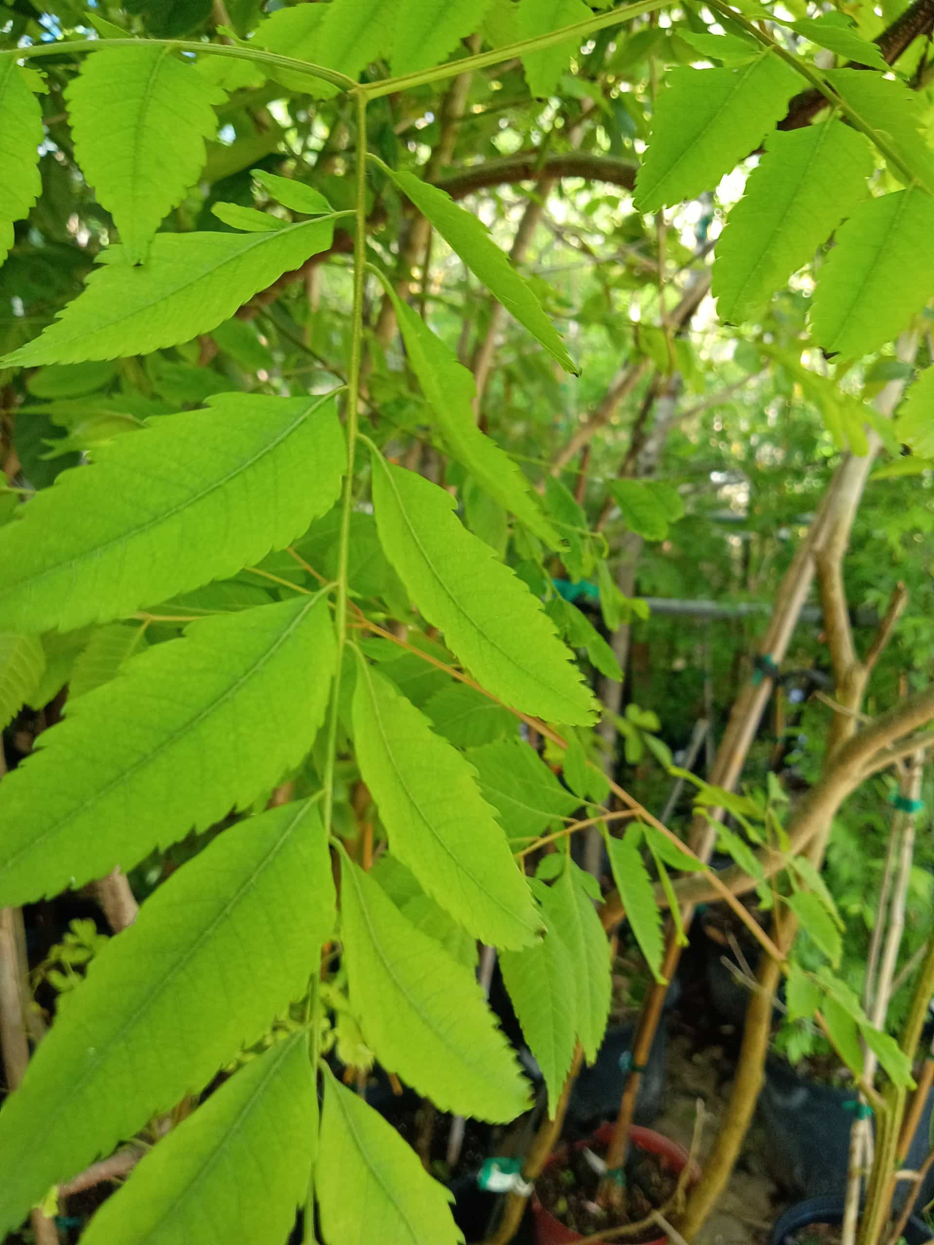 Golden Rain Tree (Koelreuteria paniculata), Tree