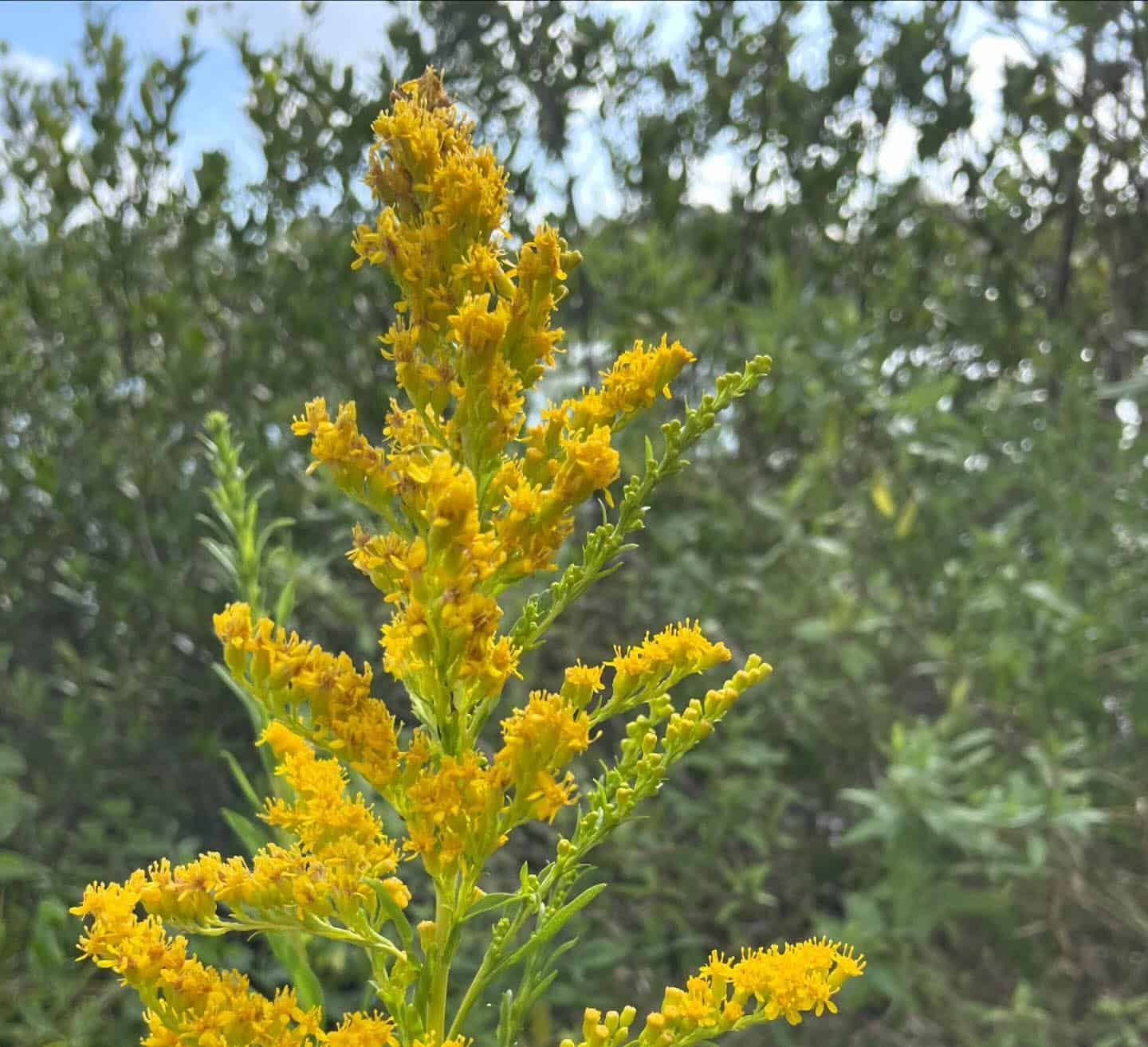 Goldenrod (Solidago), Perennial