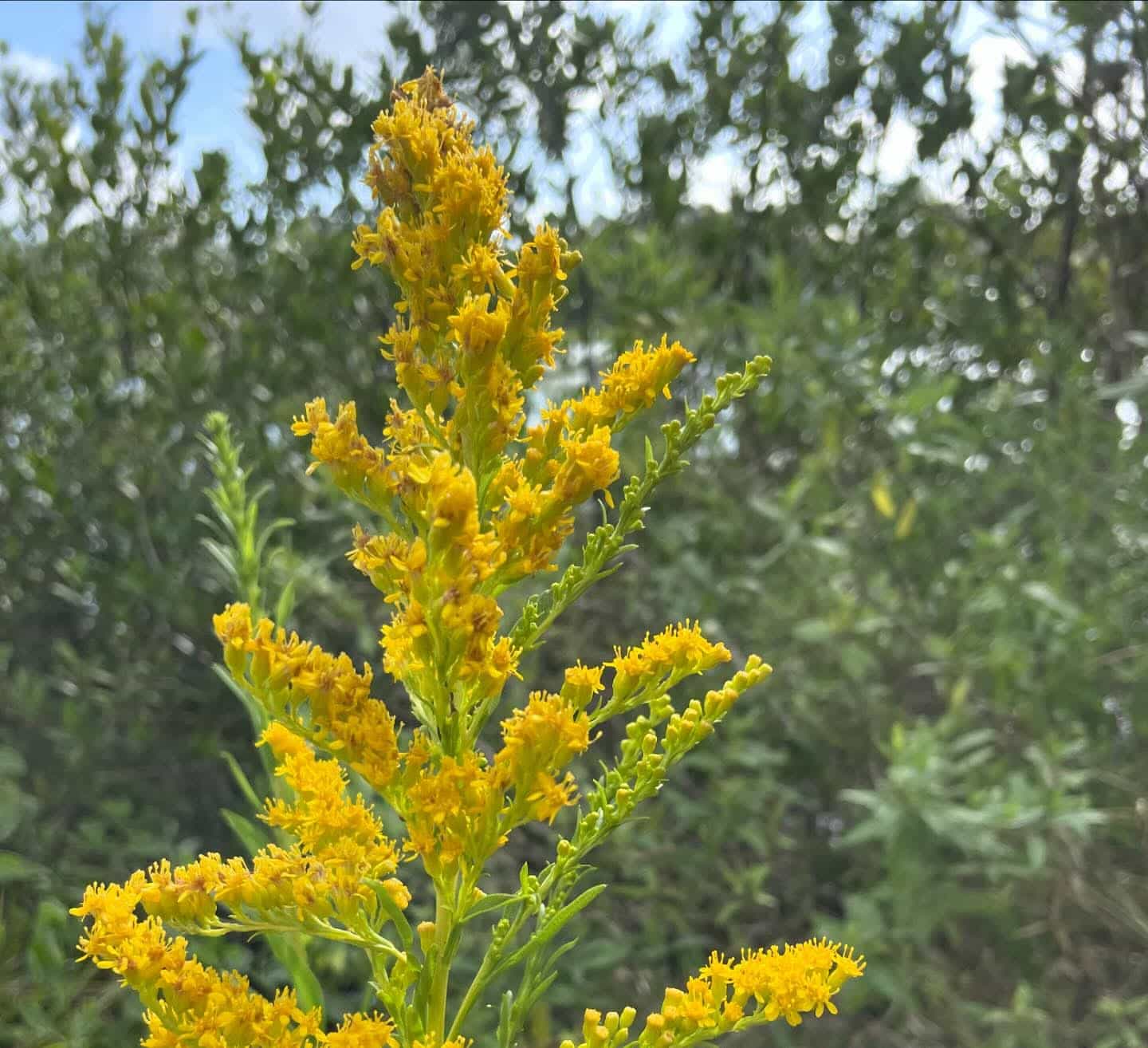 Goldenrod (Solidago), Perennial