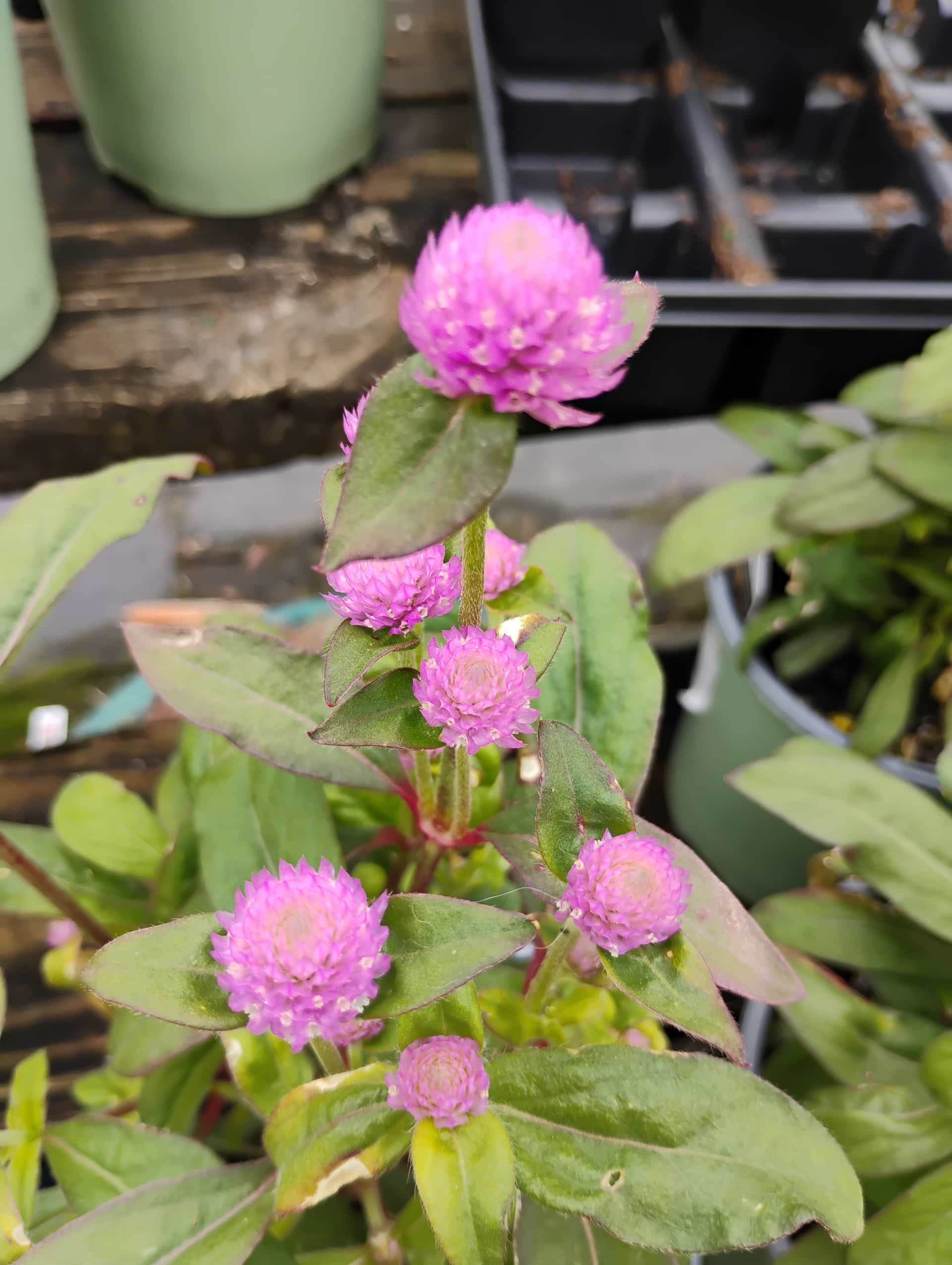Gomphrena (Gomphrena globosa), Annual