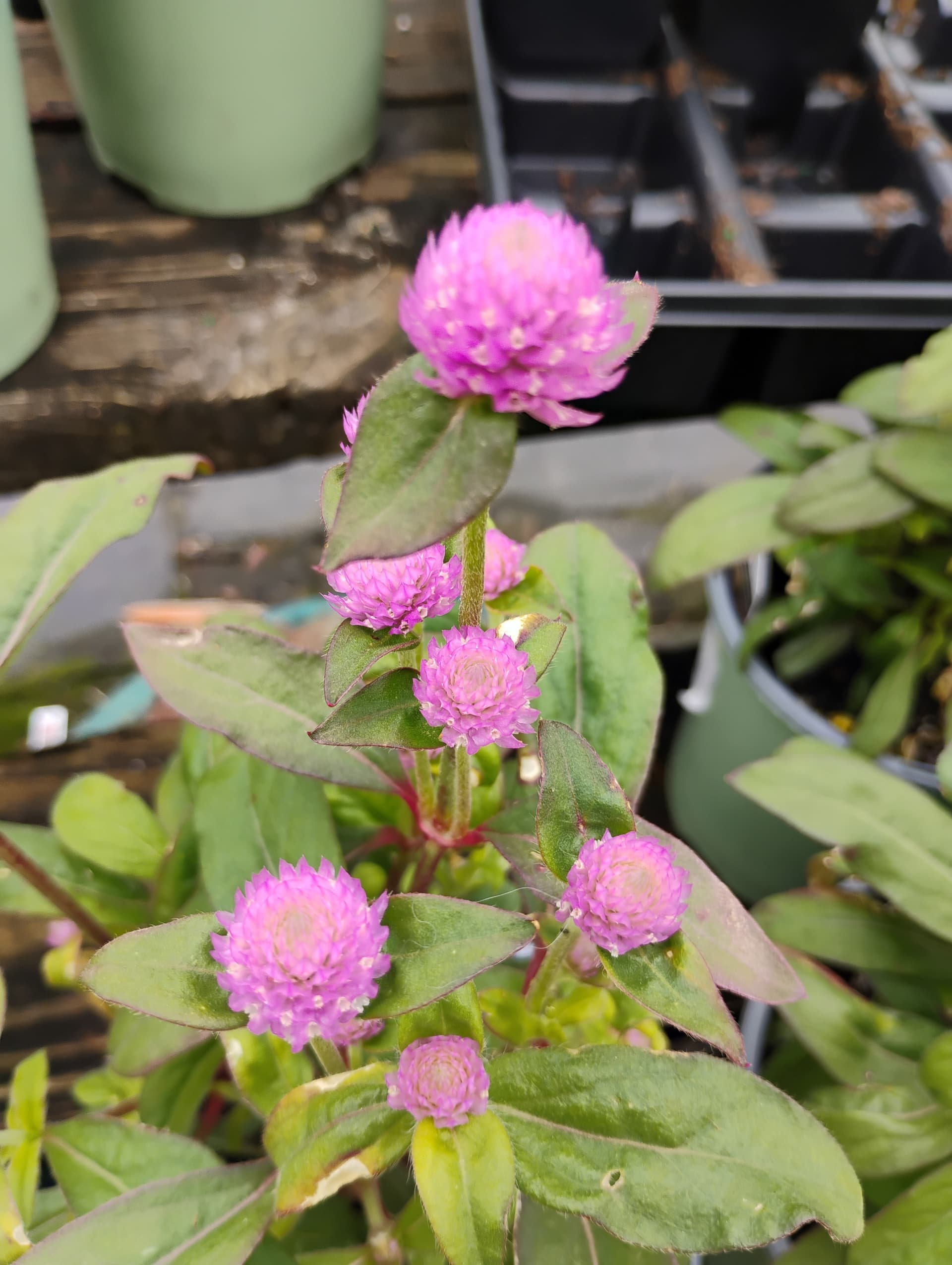 Gomphrena