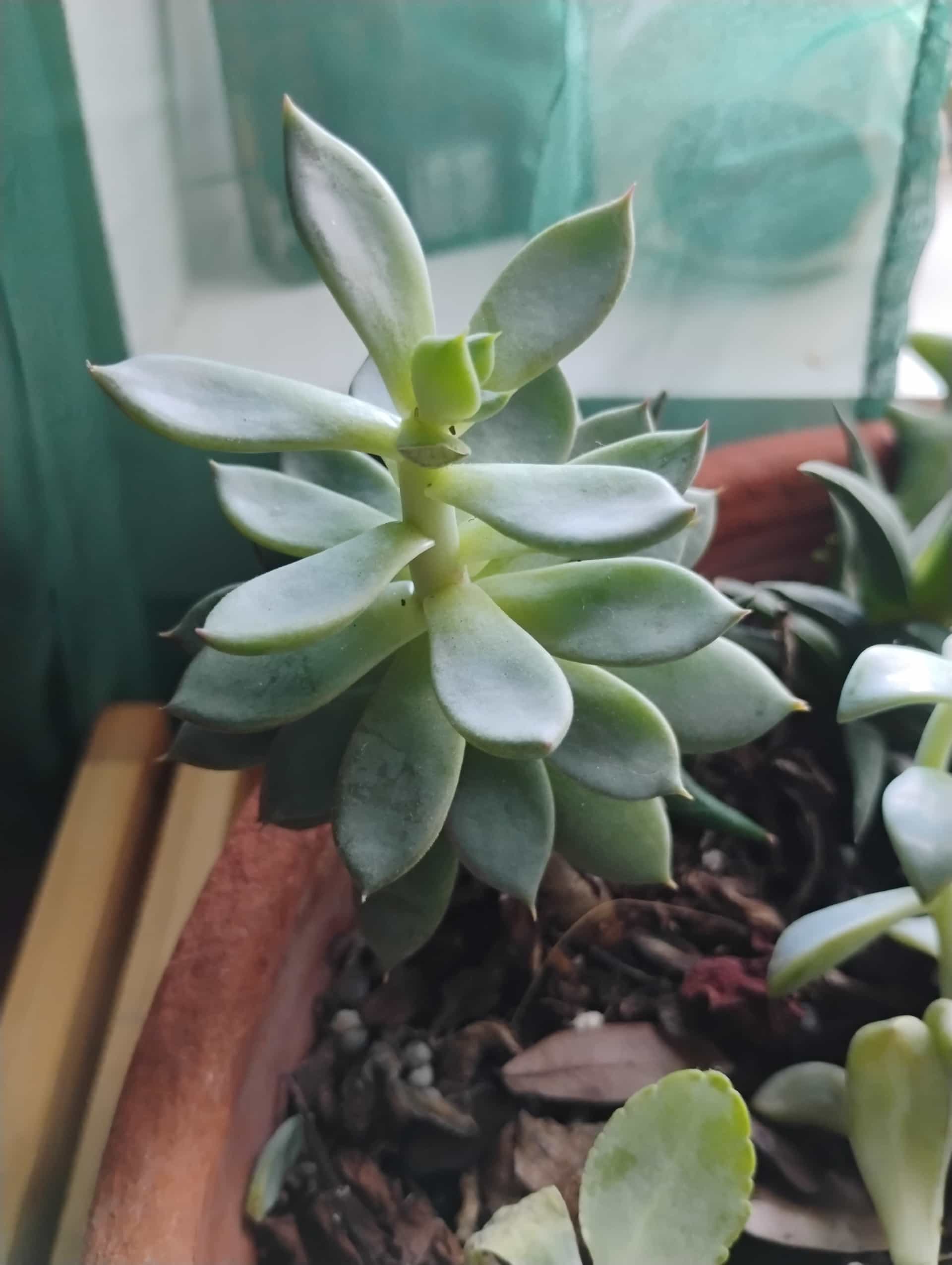 Ghost Plant (Graptopetalum paraguayense), Succulent