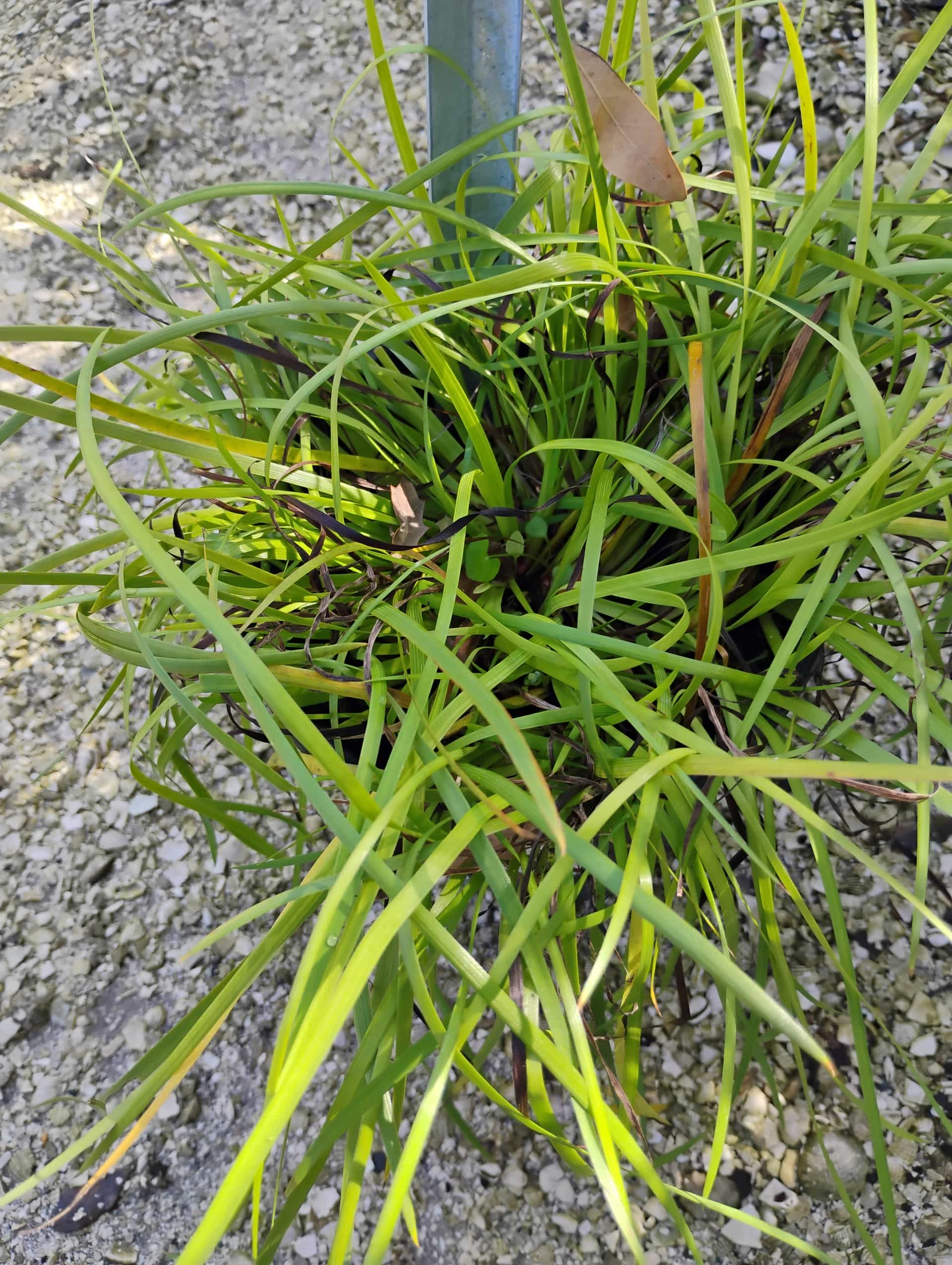 Narrowleaf Blue-eyed Grass (Sisyrinchium angustifolium), Perennial