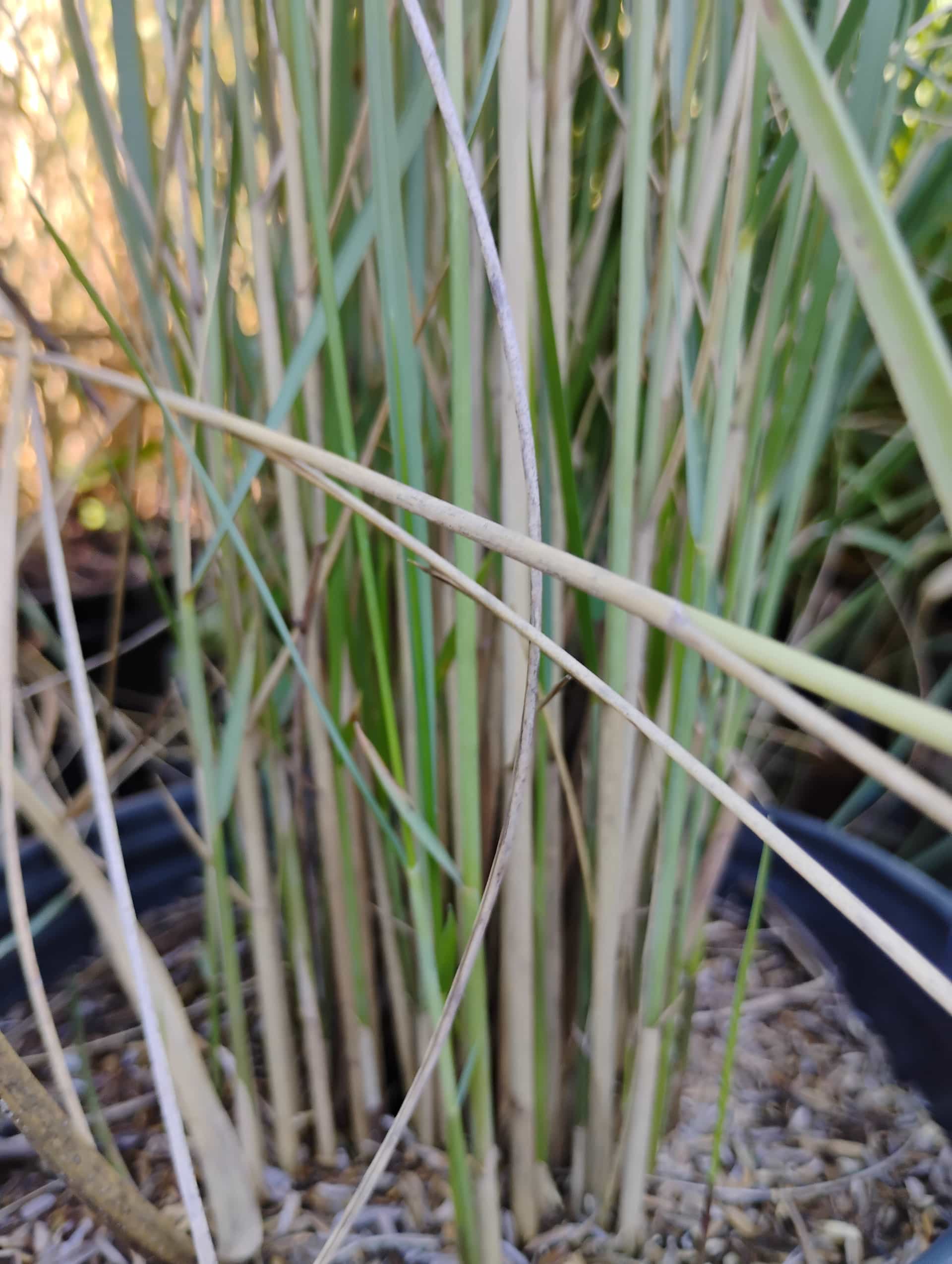 Sand Cordgrass (Spartina bakeri), Grass